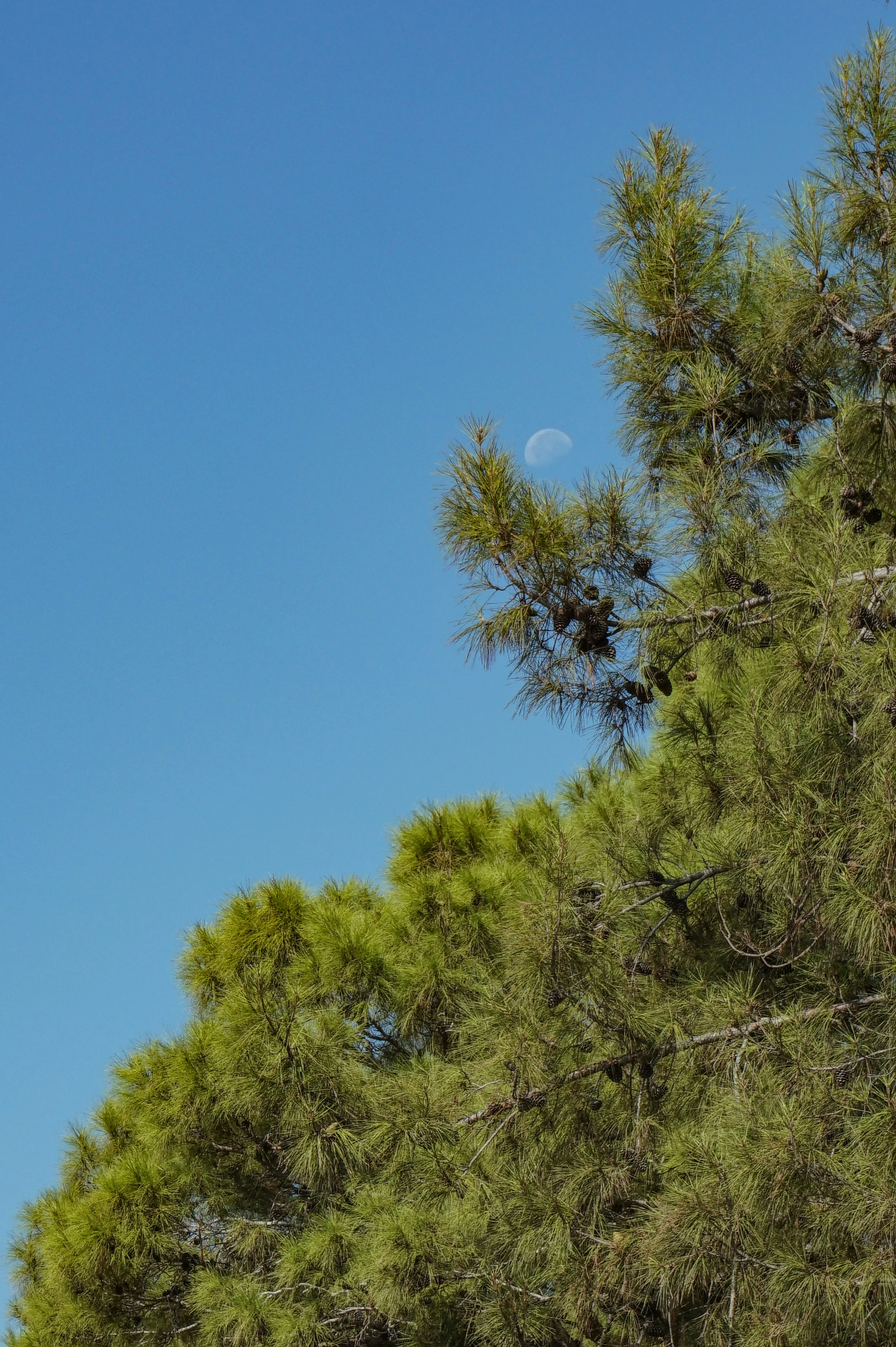 Pin noir (Pinus Nigra) - Image 13