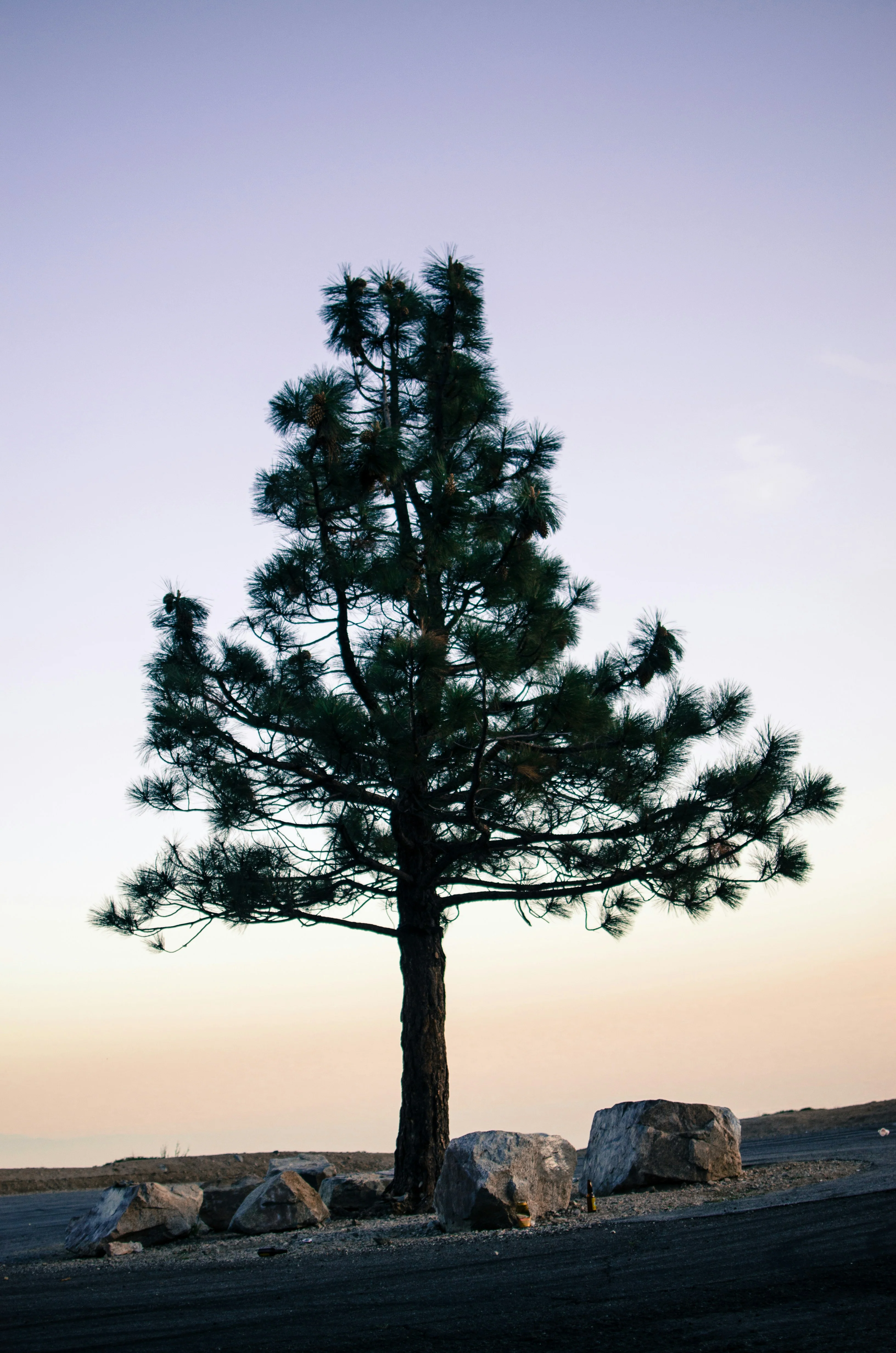 Pin noir (Pinus Nigra) - Image 15