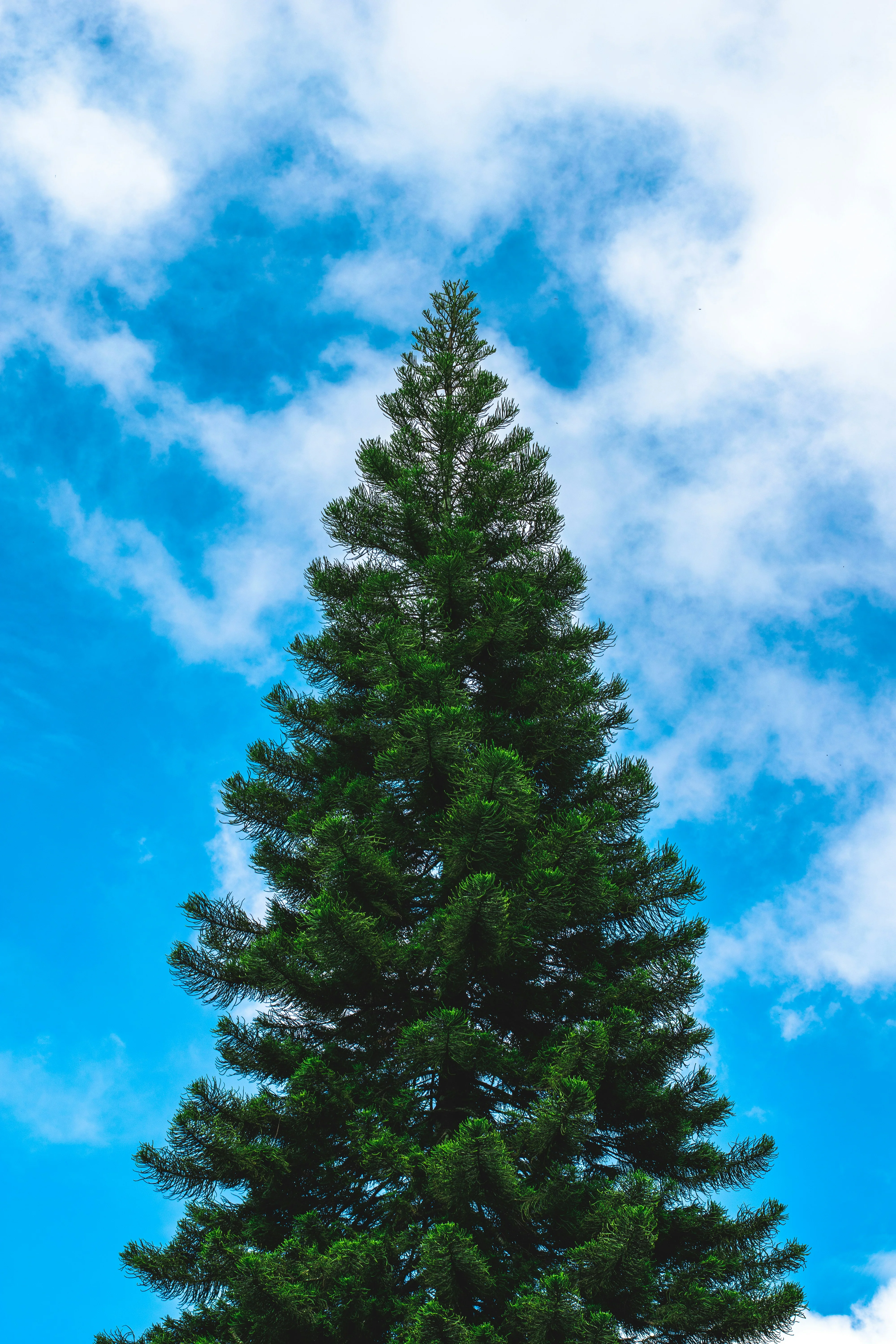 Pin noir (Pinus Nigra) - Image 16