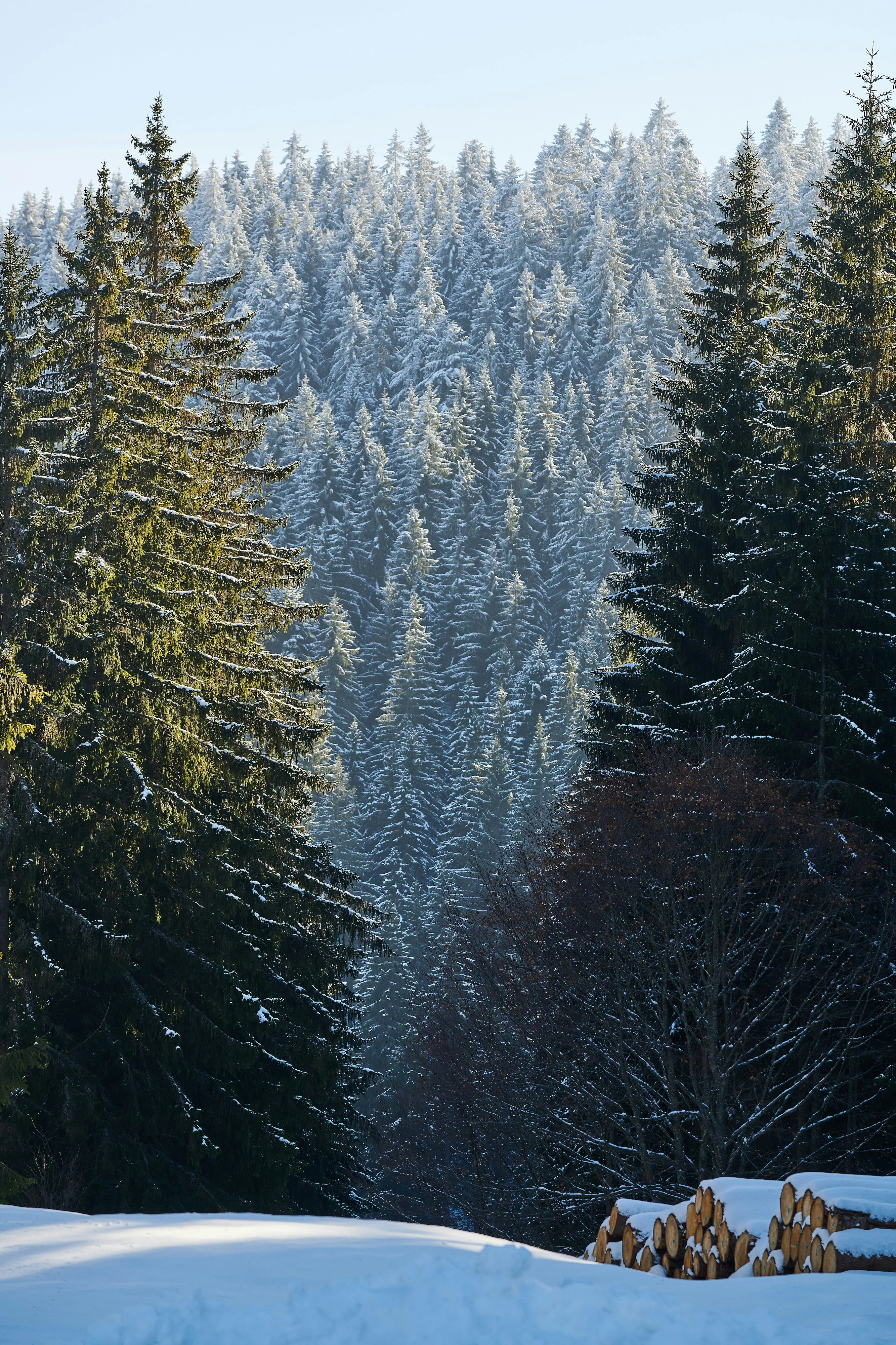 Pin noir (Pinus Nigra) - Image 4