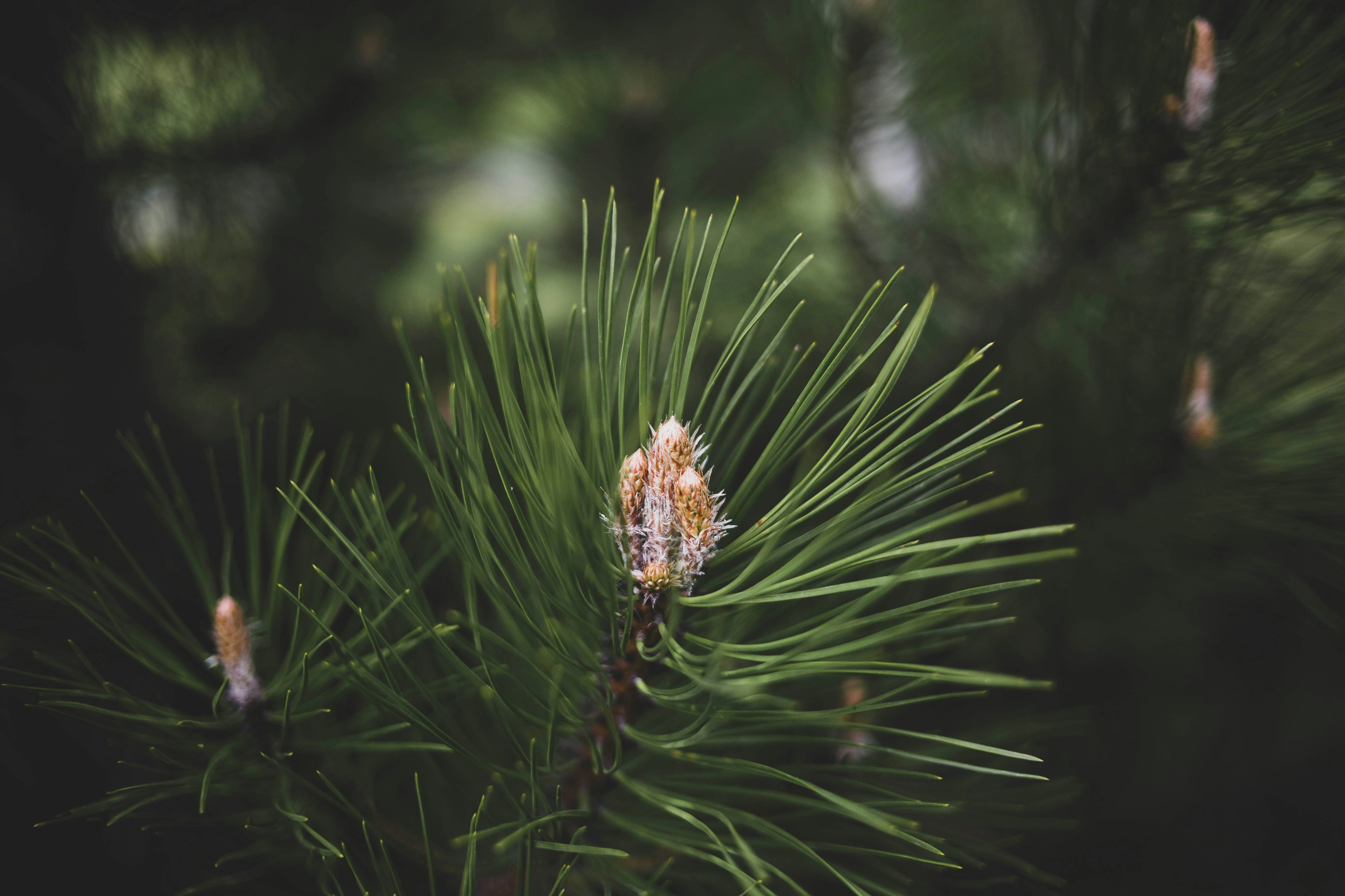 Pin noir (Pinus Nigra) - Image 5