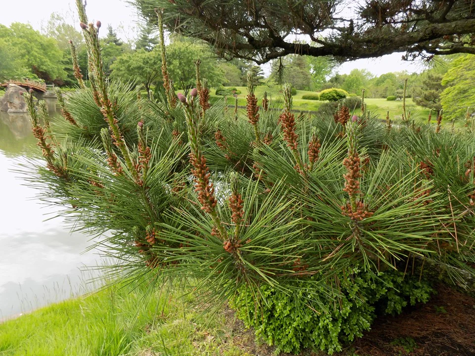 Pin noir (Pinus Nigra) - Image 6