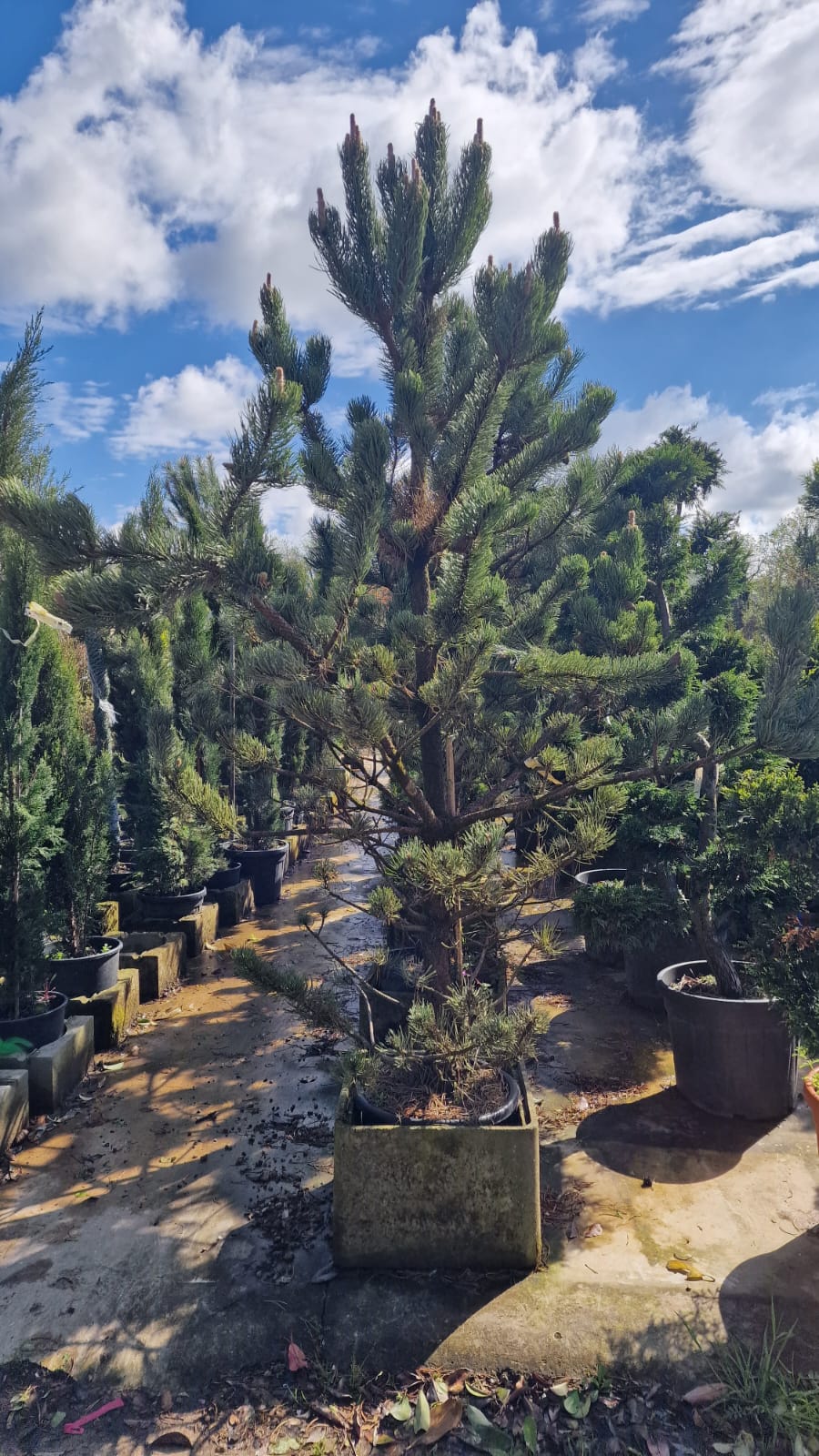Pin noir (Pinus Nigra) - Image 7