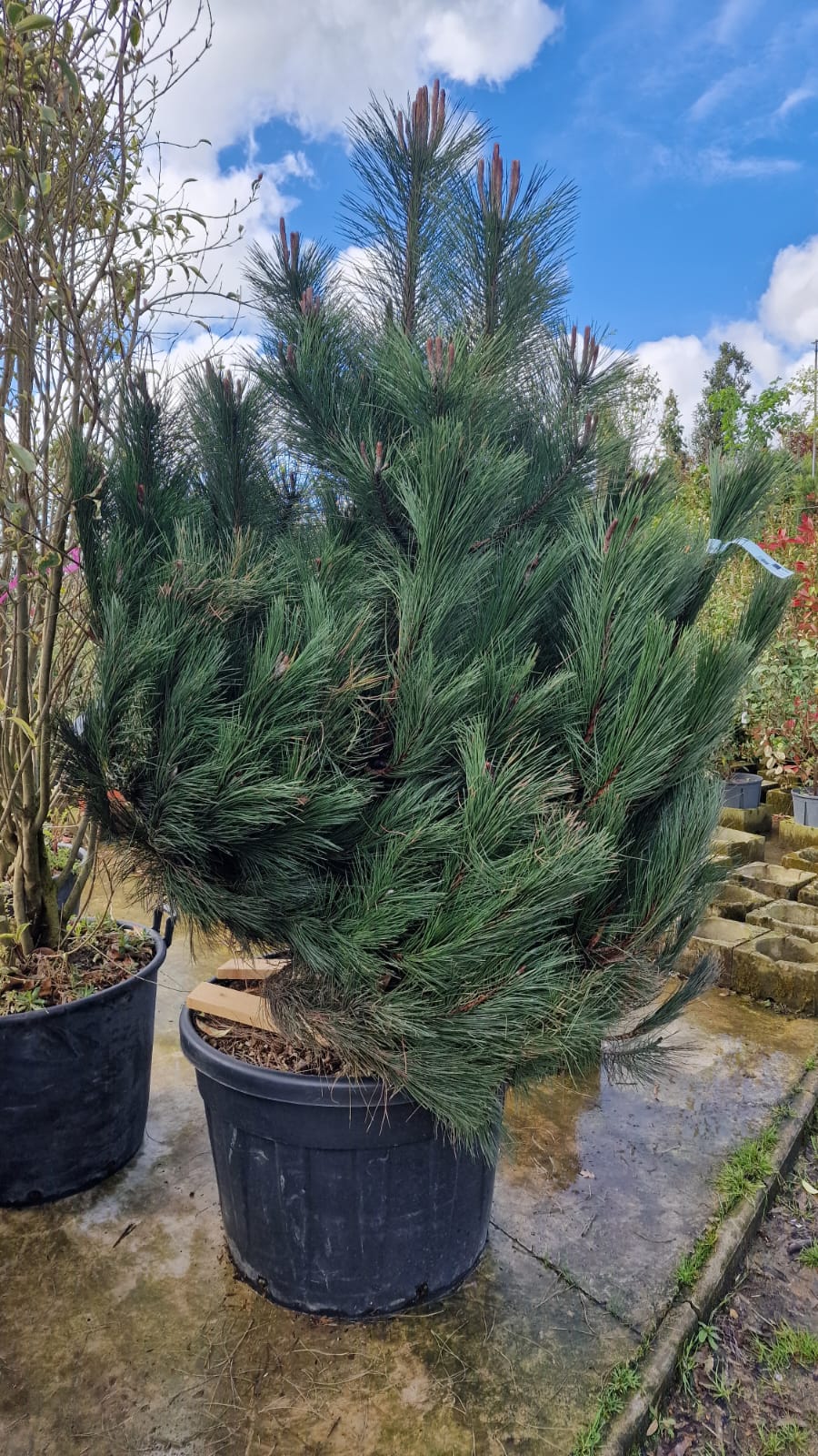 Pin noir (Pinus Nigra) - Image 8
