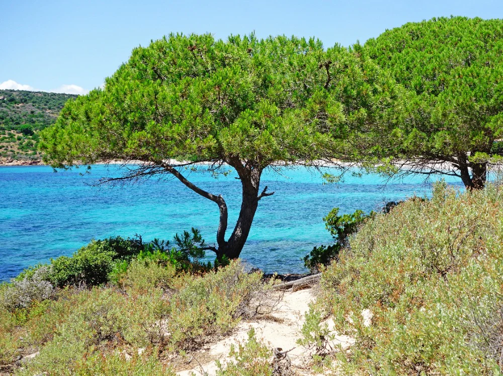 Pin Parasol (Pinus pinea) - Image 5