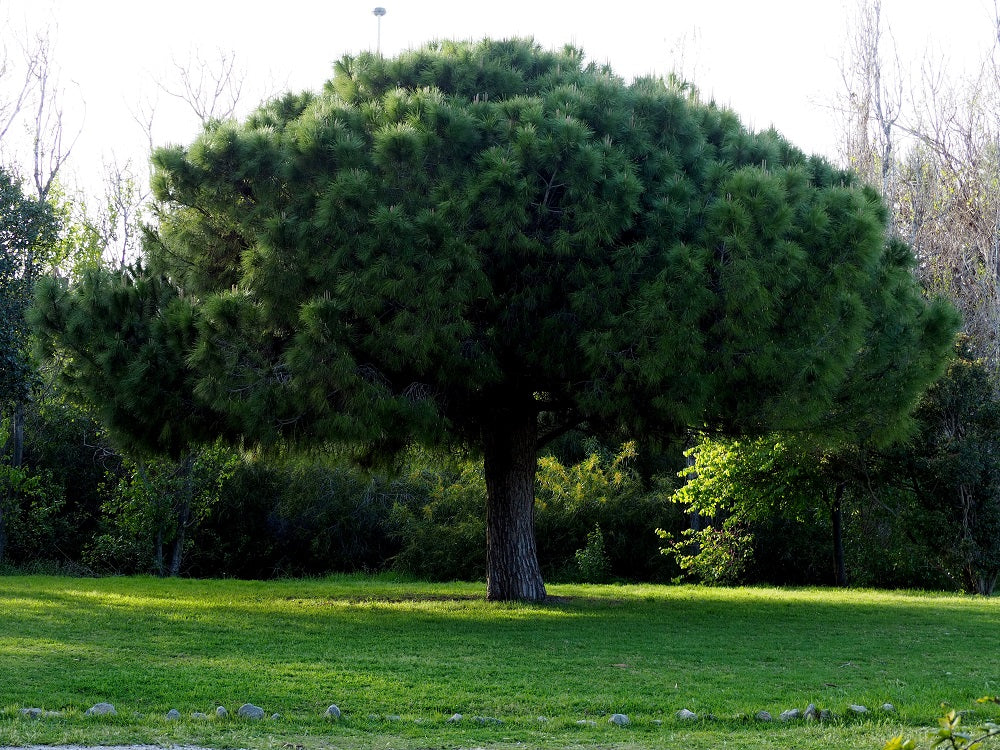 Pin Parasol (Pinus pinea) - Image 6