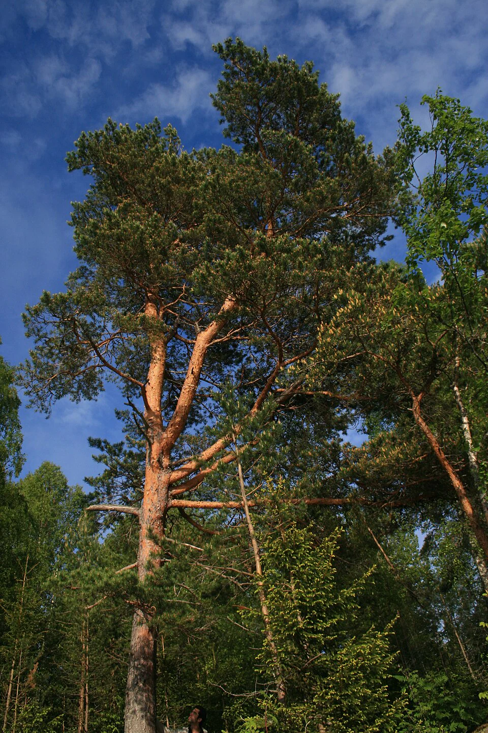 Pin sylvestre en tige - Image 3