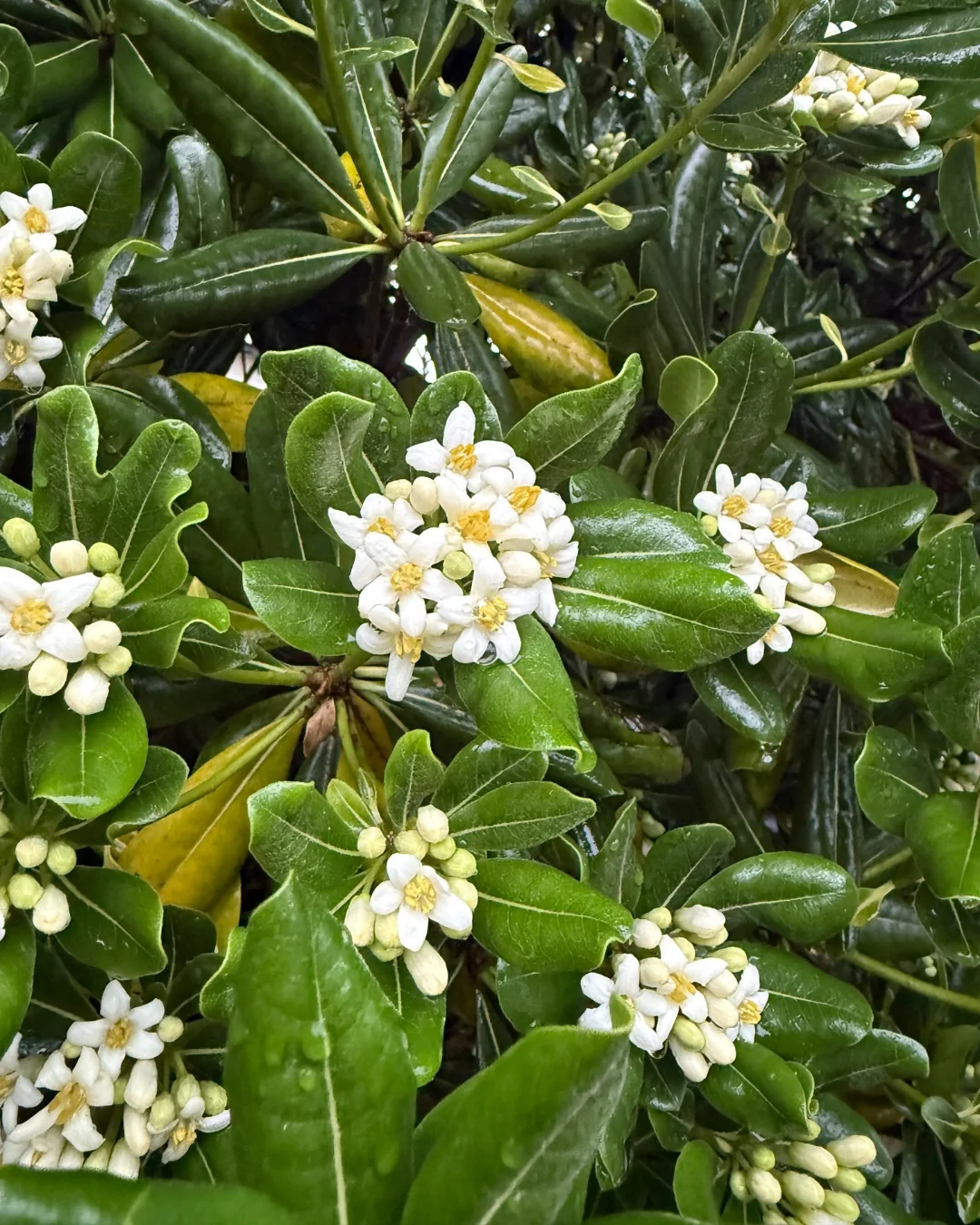 Pittosporum de Chine en tige - Image 2