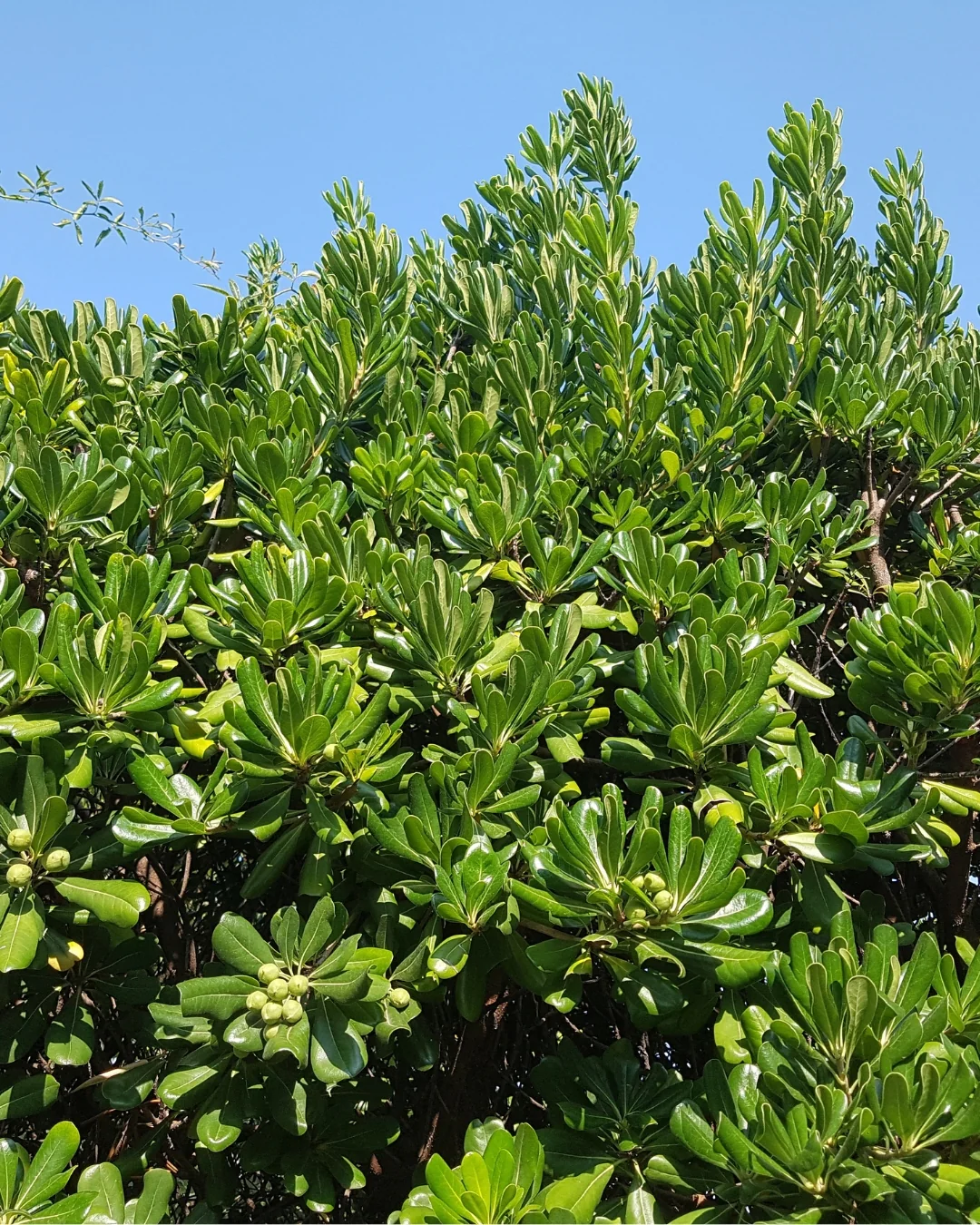 Pittosporum de Chine en tige - Image 3