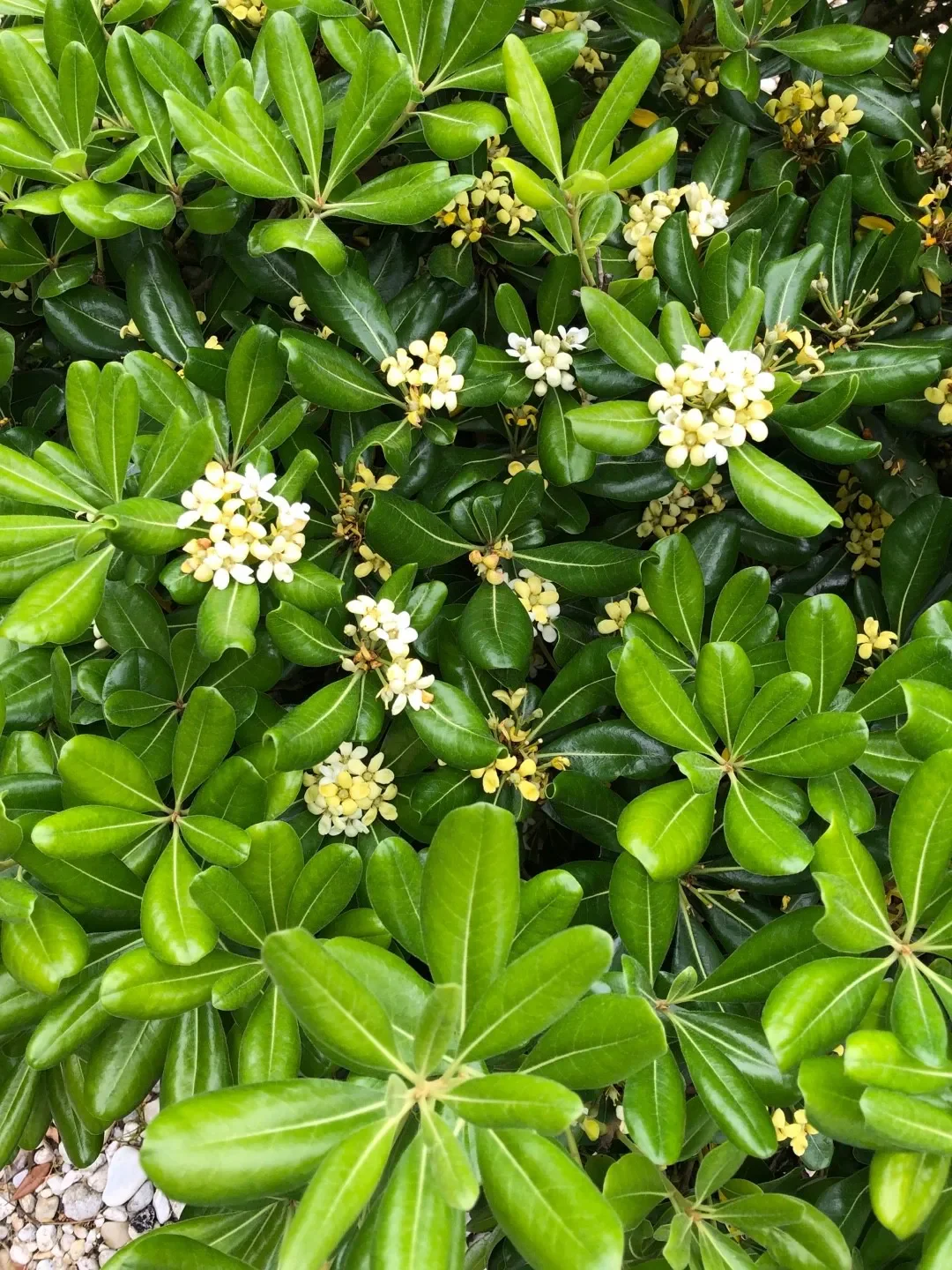 Pittosporum de Chine ‘Nana’ - Image 2