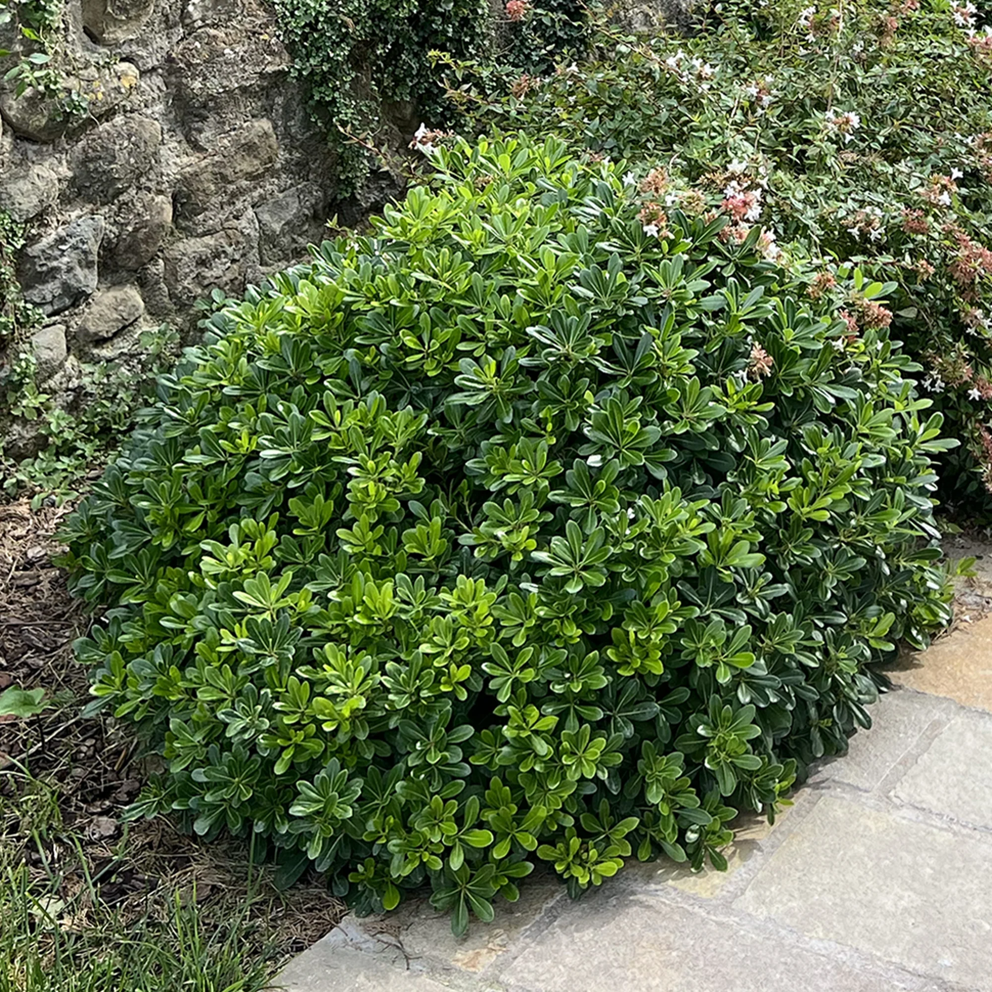 Pittosporum de Chine ‘Nana’ - Image 3