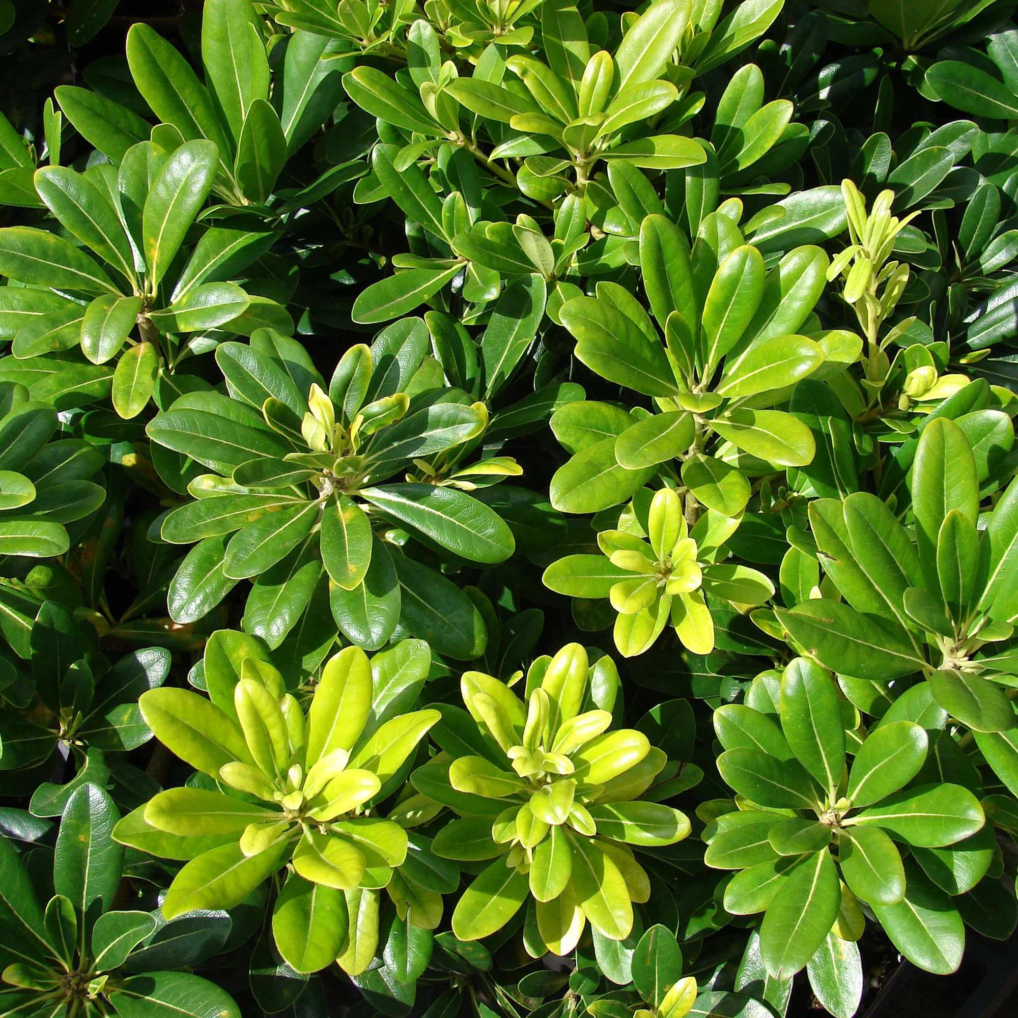 Pittosporum de Chine ‘Nana’ - Image 4