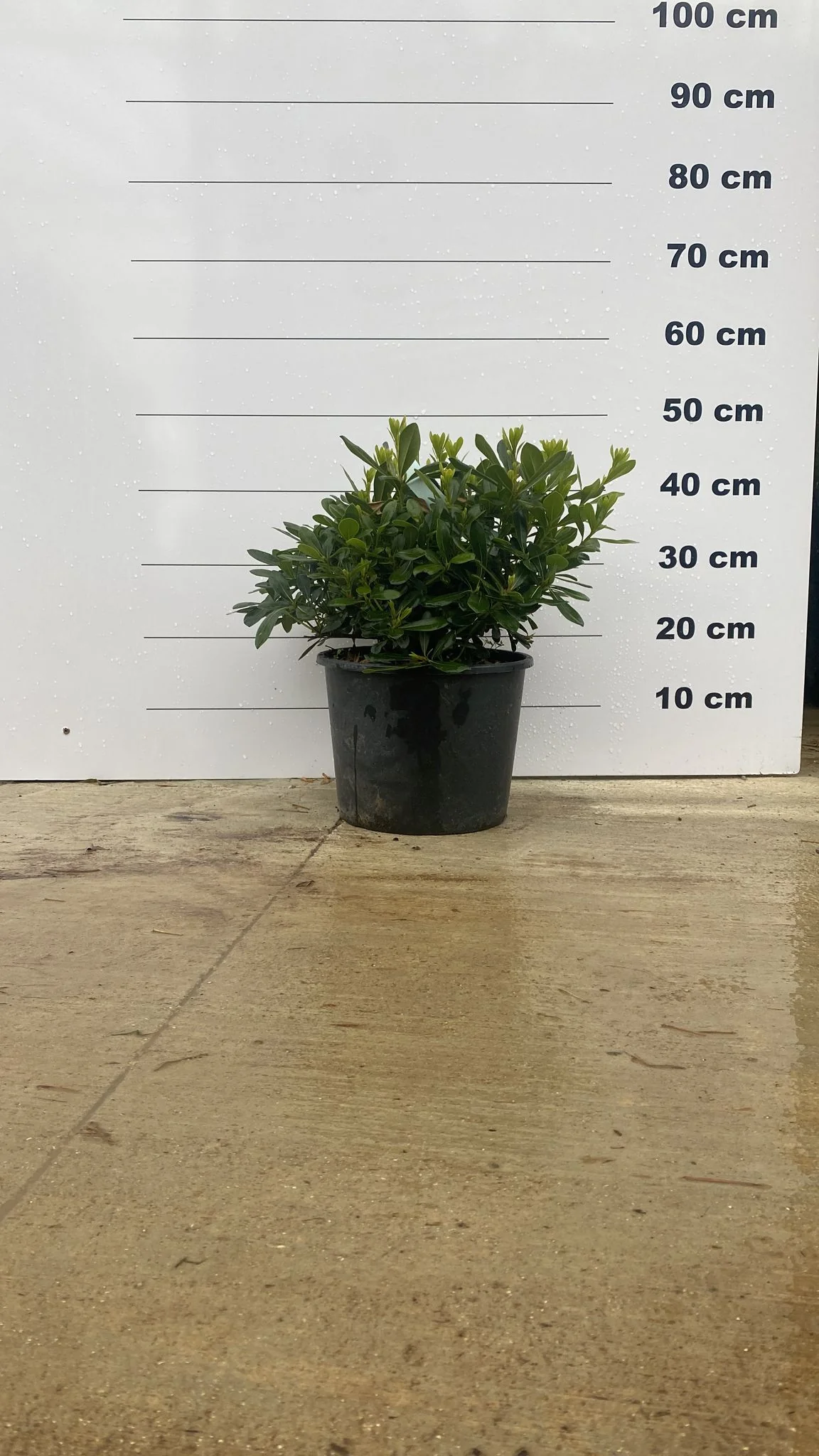Pittosporum de Chine ‘Nana’ - Image 5