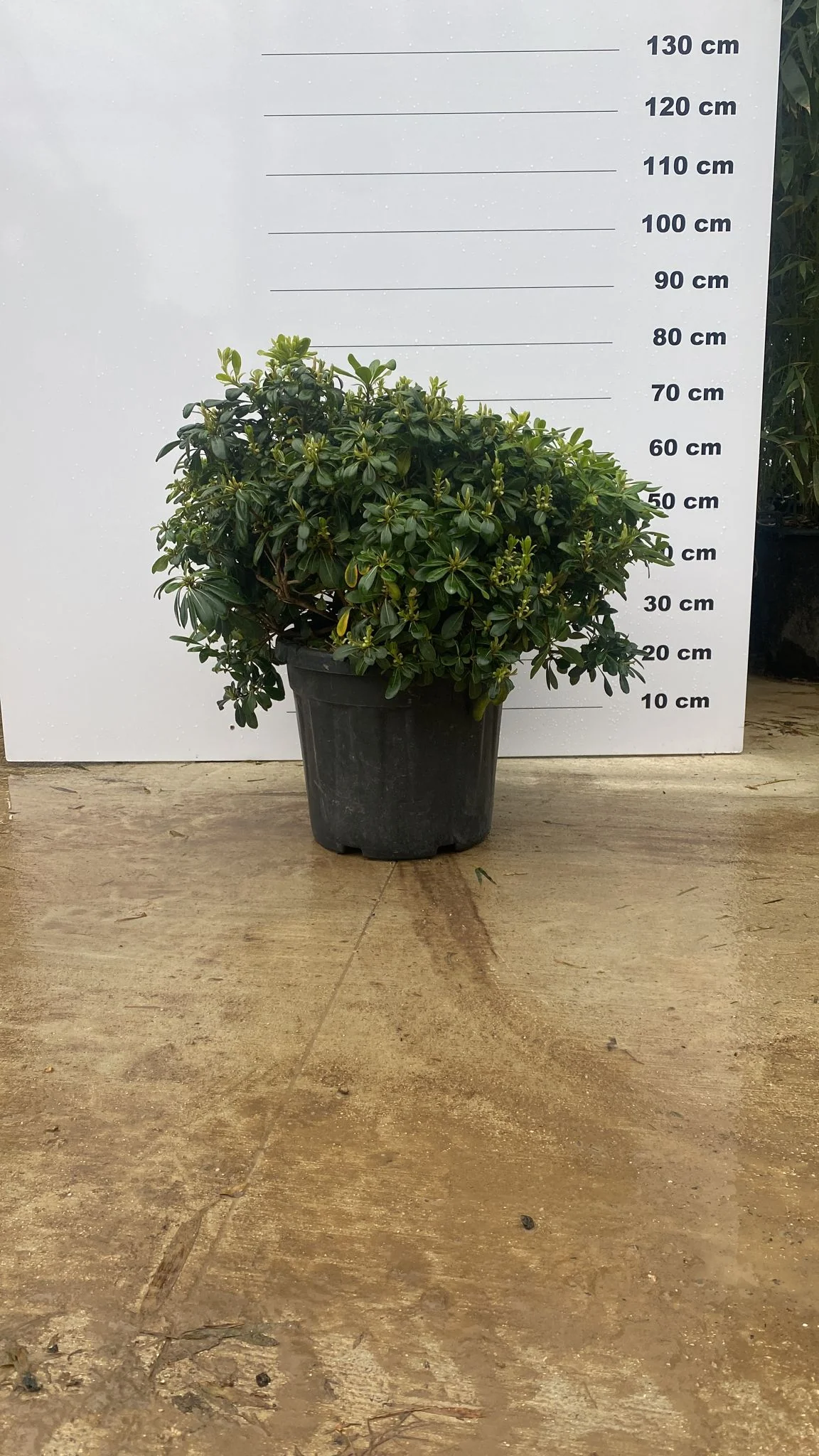 Pittosporum de Chine ‘Nana’ - Image 6