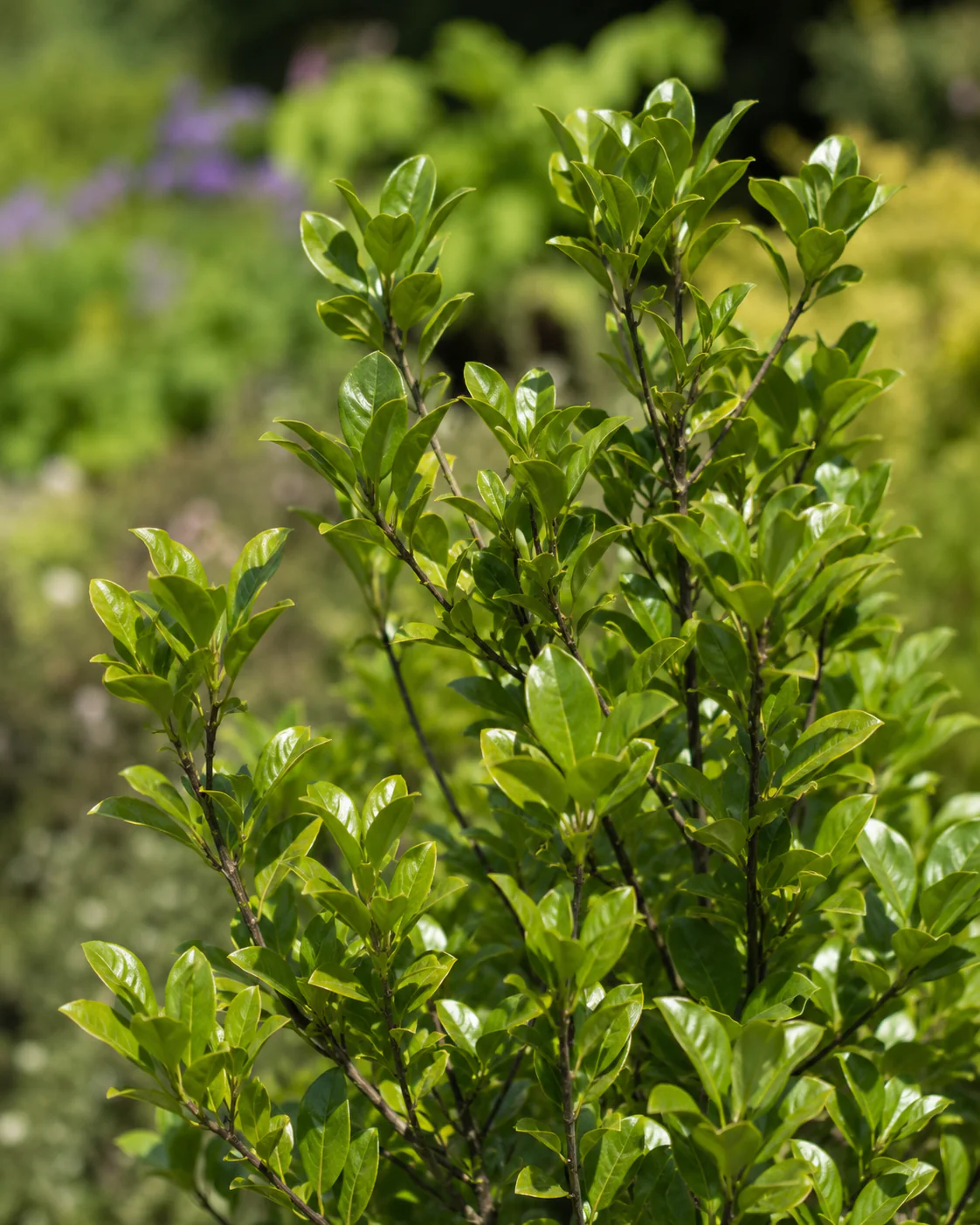 Pittosporum tenuiflolium - Image 2