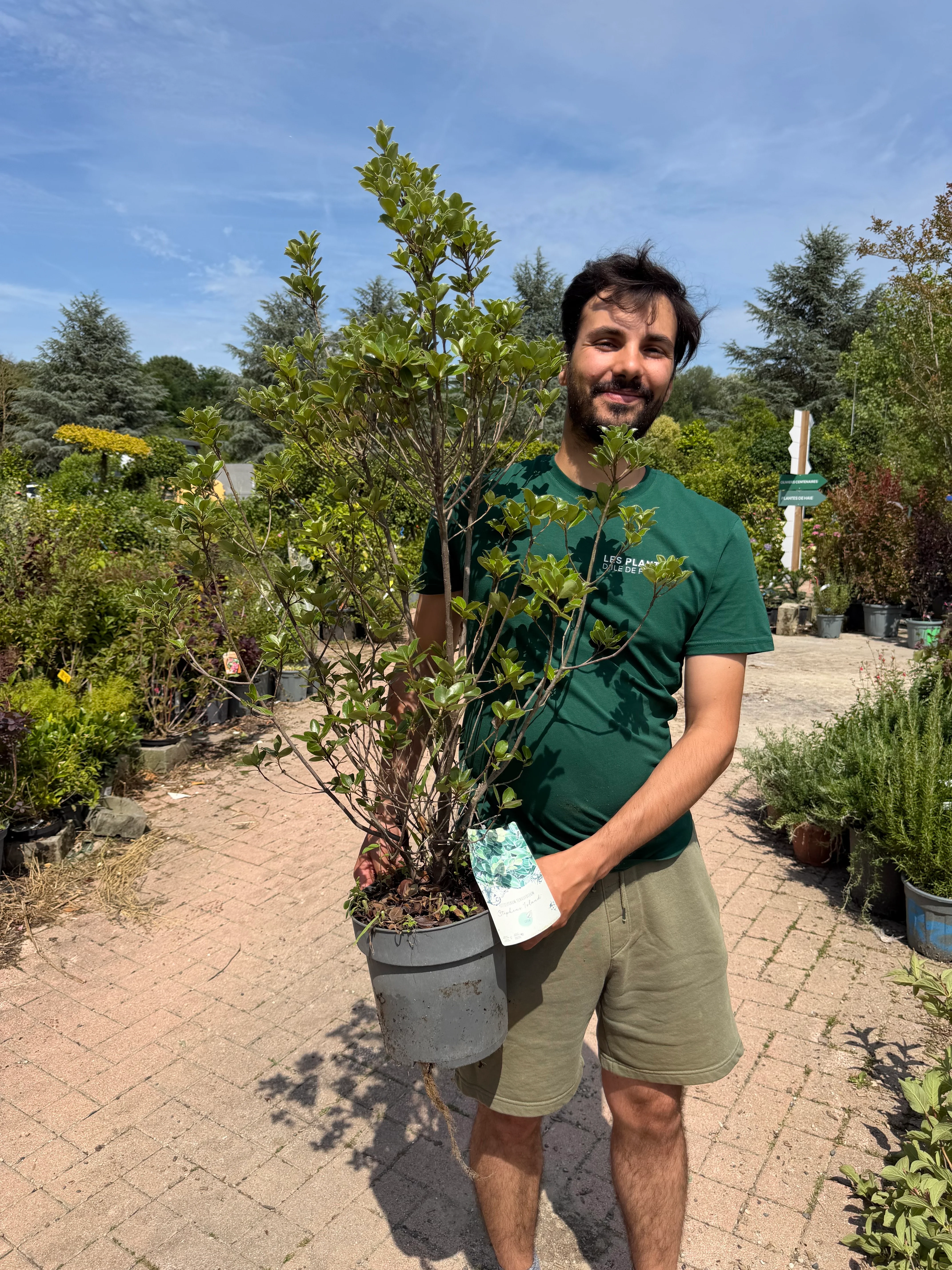 Pittosporum tenuiflolium - Image 3