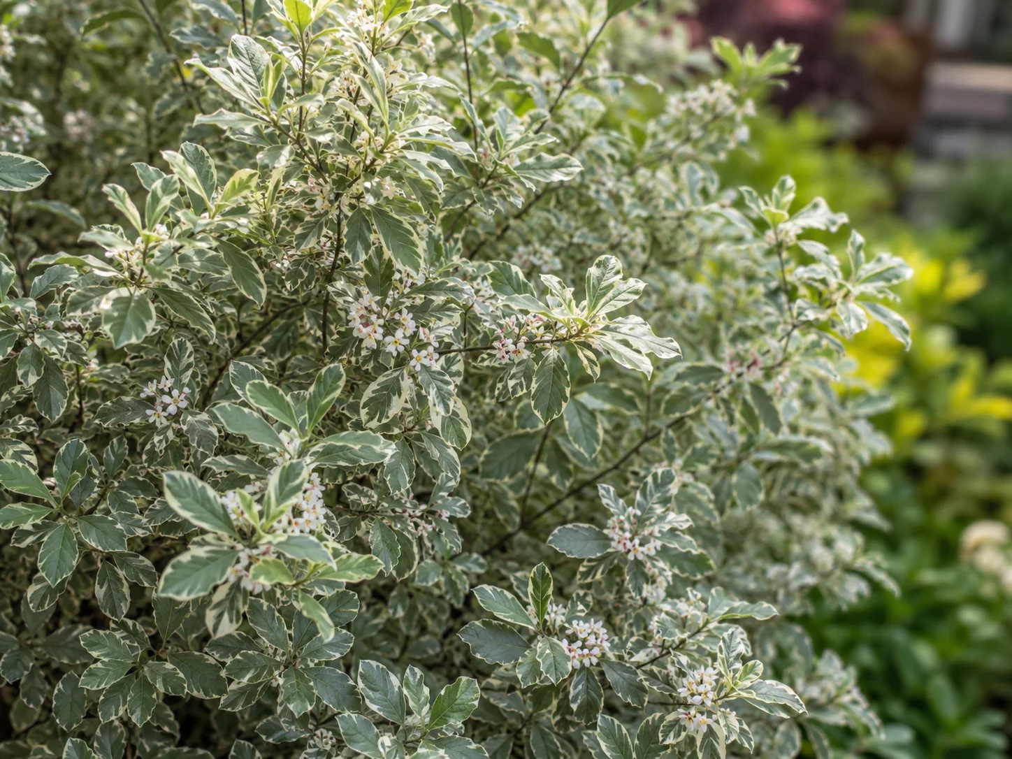 Pittosporum tenuifolium 'Elizabeth' - Image 2