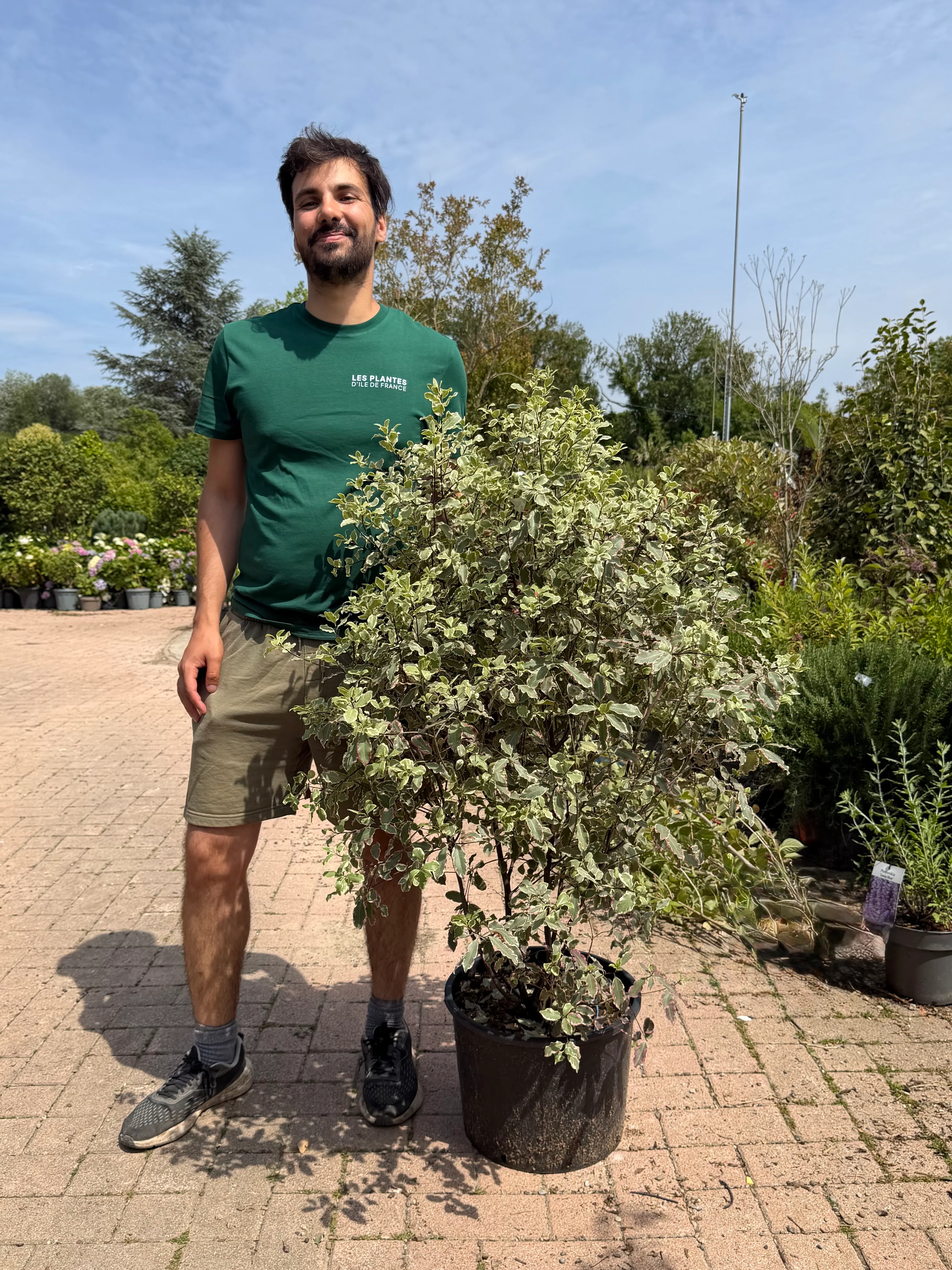 Pittosporum tenuifolium 'Elizabeth' - Image 3