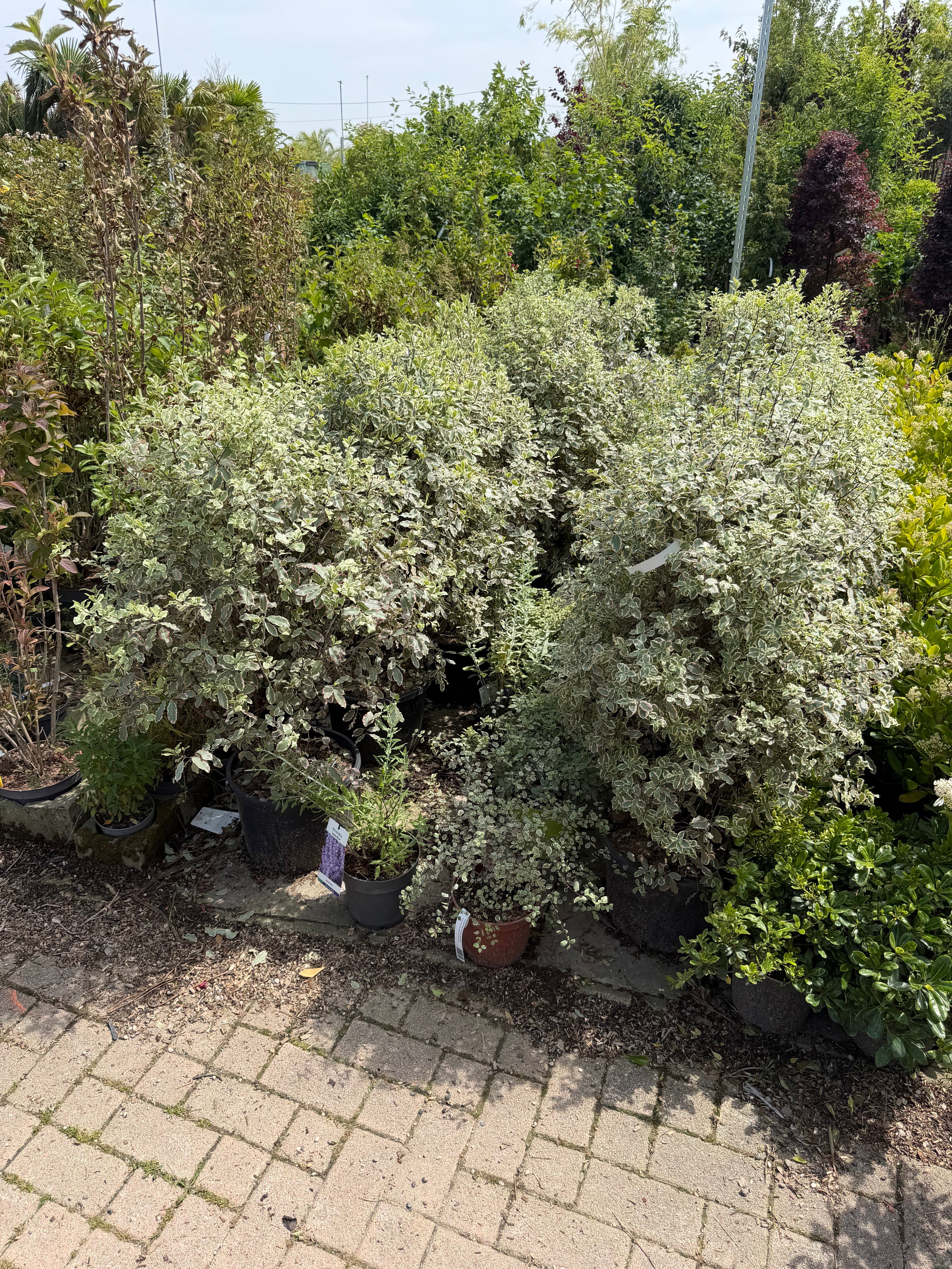Pittosporum tenuifolium 'Elizabeth' - Image 4