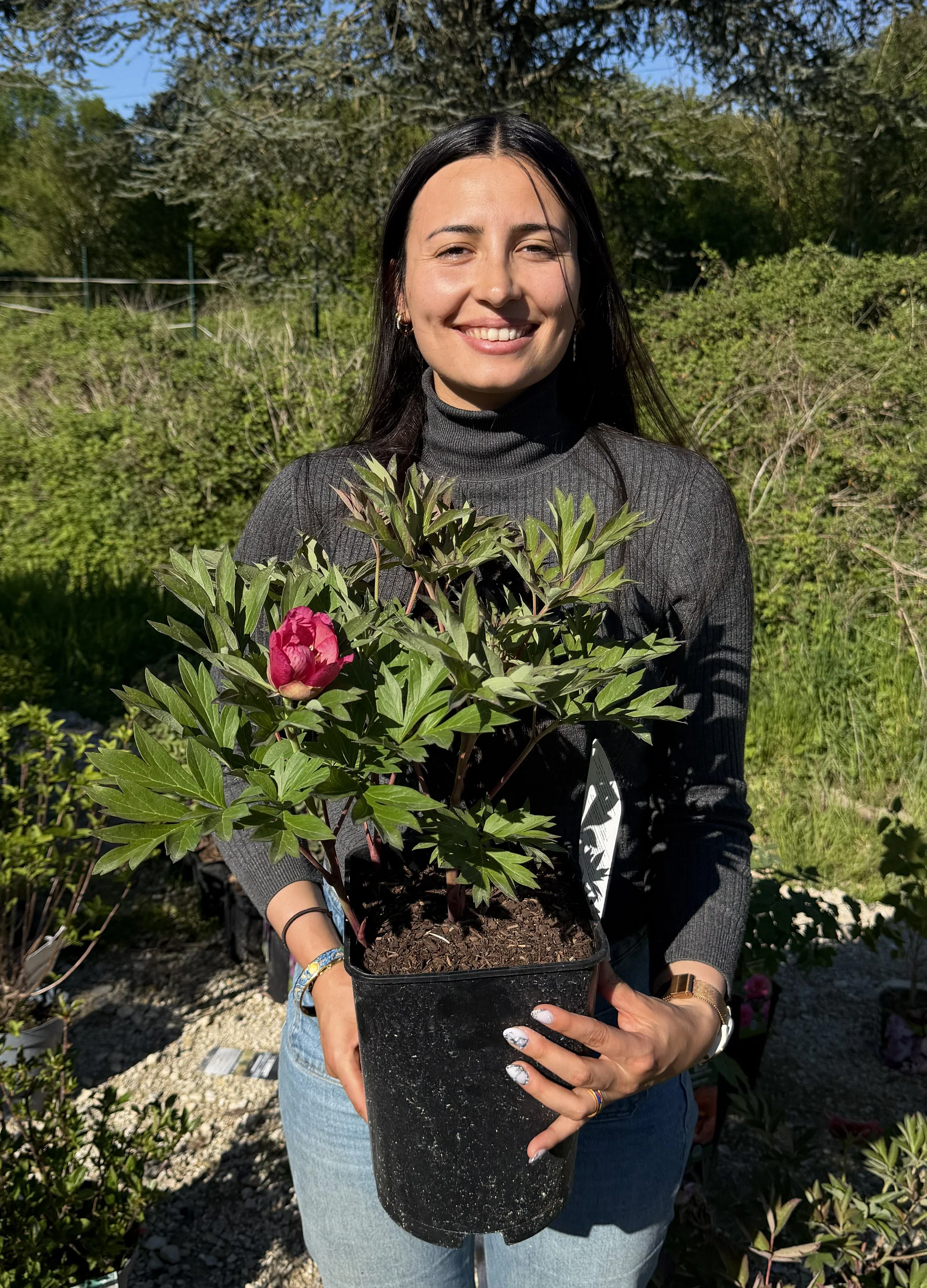 Pivoine (Paeonia) - Image 8