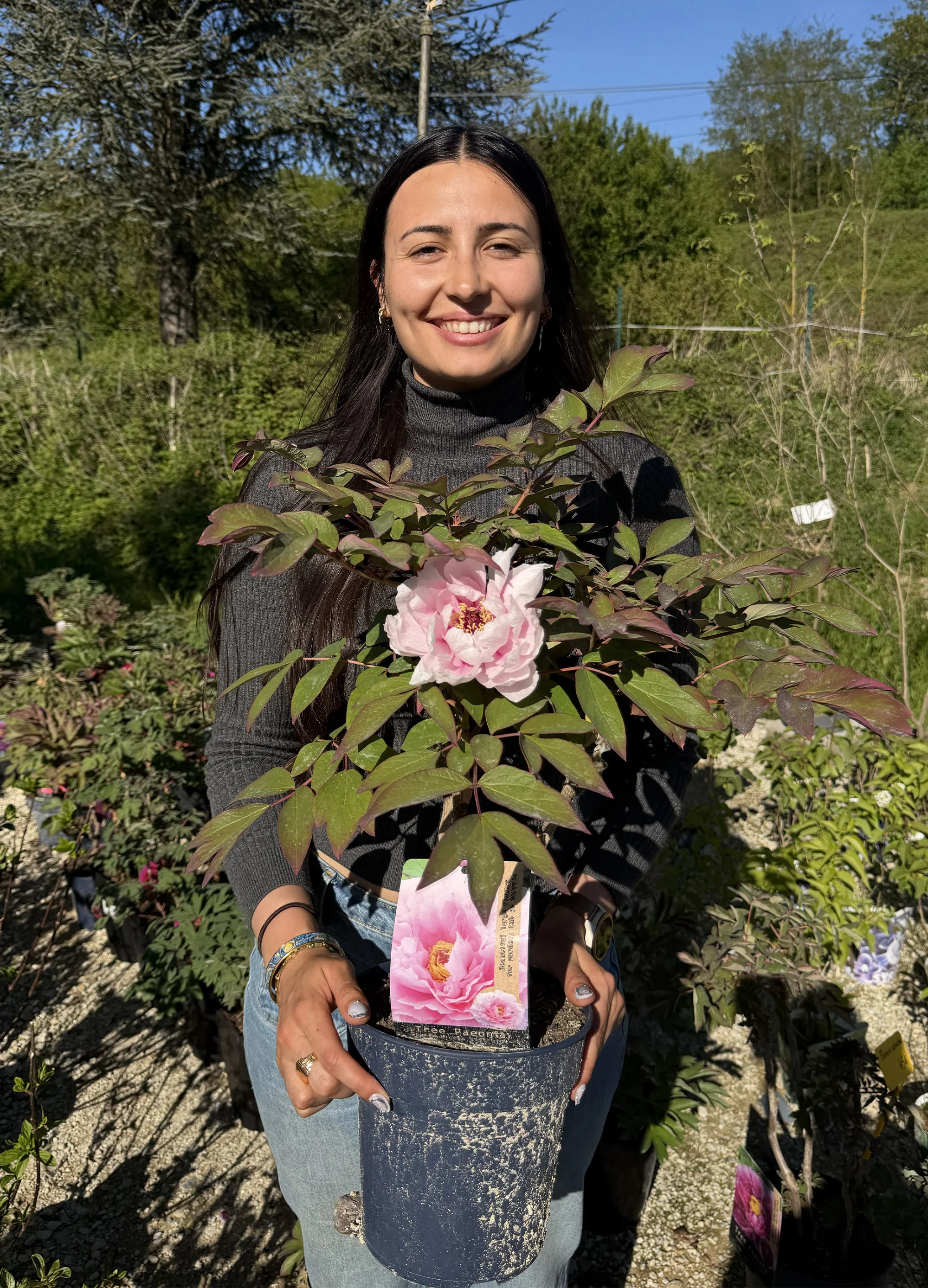 Pivoine (Paeonia) - Image 9