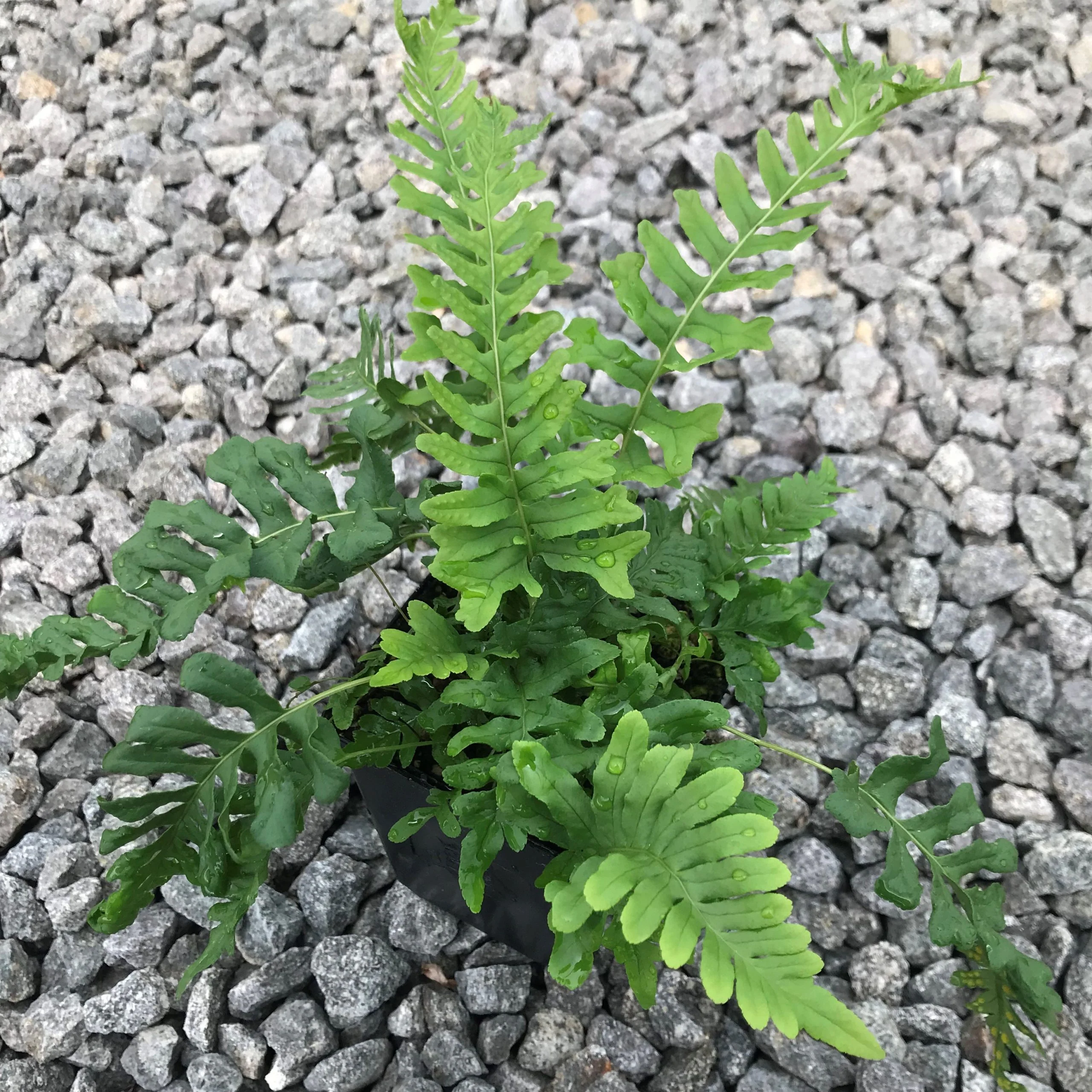 Fougères (Polypodium Vulgare) - Image 3