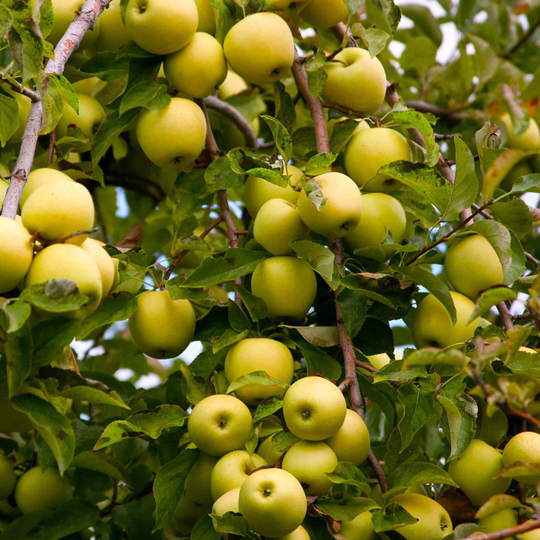Pommier Golden (Malus domestica Golden Delicious) - Image 3