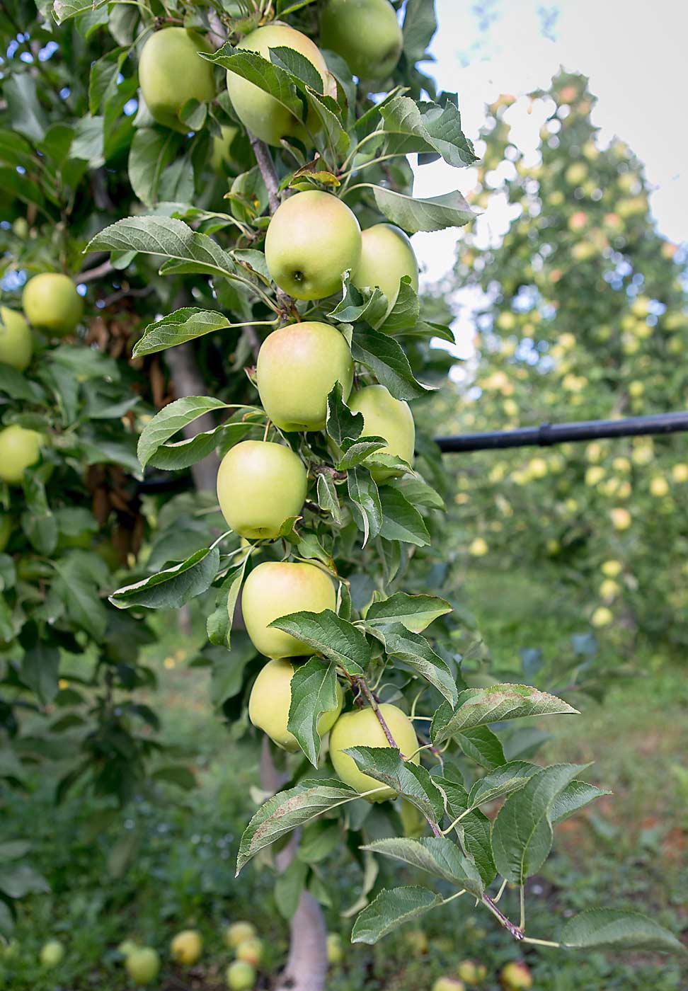 Pommier Golden (Malus domestica Golden Delicious) - Image 4