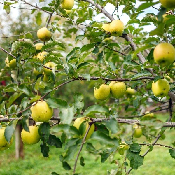 Pommier Golden (Malus domestica Golden Delicious) - Image 5