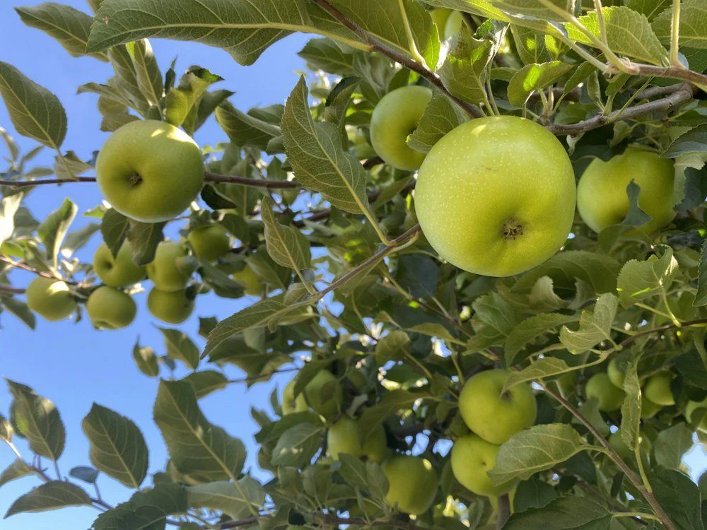 Pommier Golden (Malus domestica Golden Delicious) - Image 6