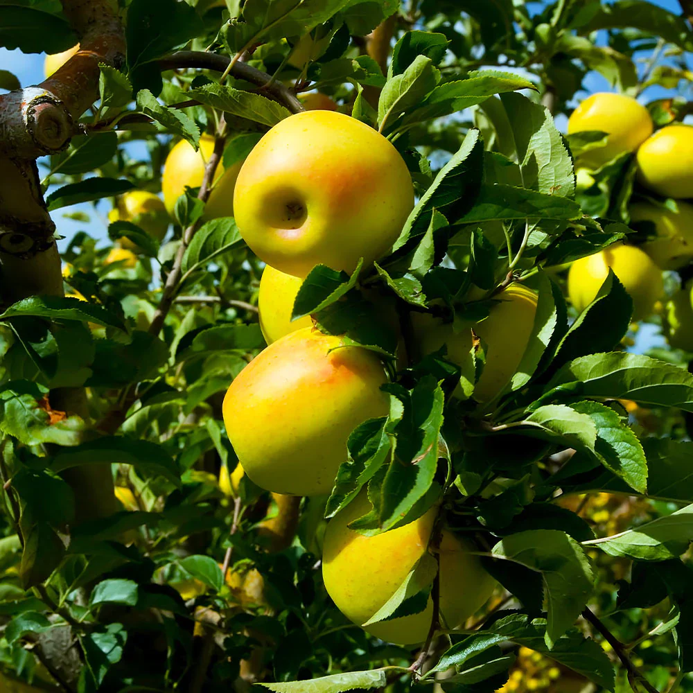 Pommier Golden (Malus domestica Golden Delicious) - Image 7