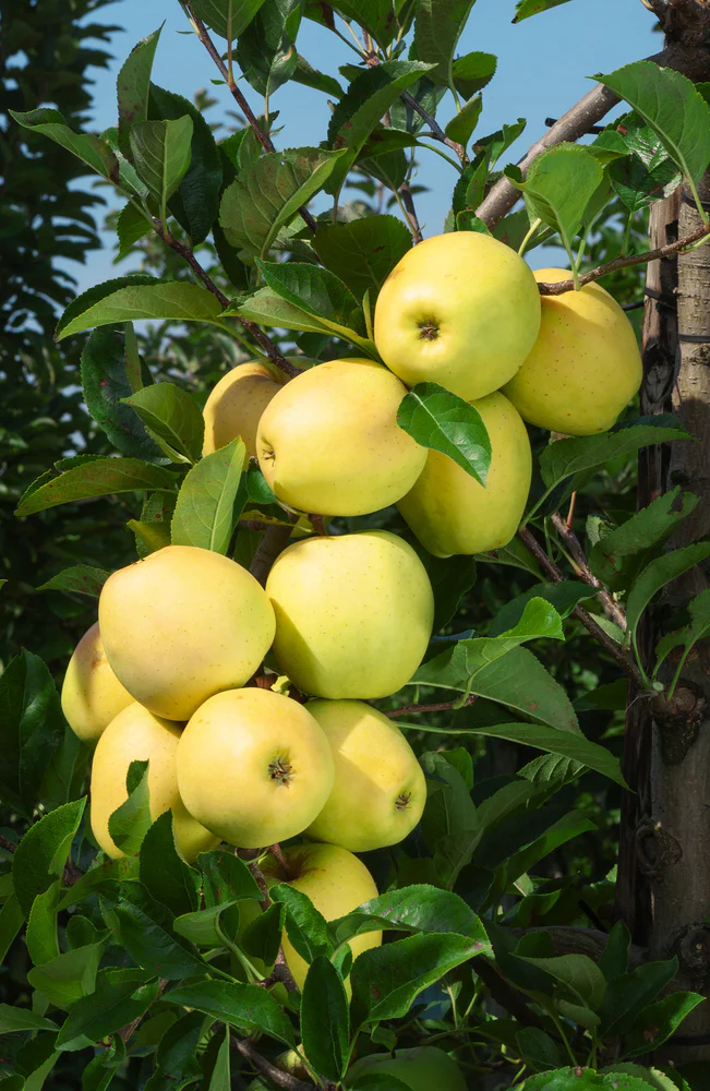 Pommier Golden (Malus domestica Golden Delicious) - Image 8
