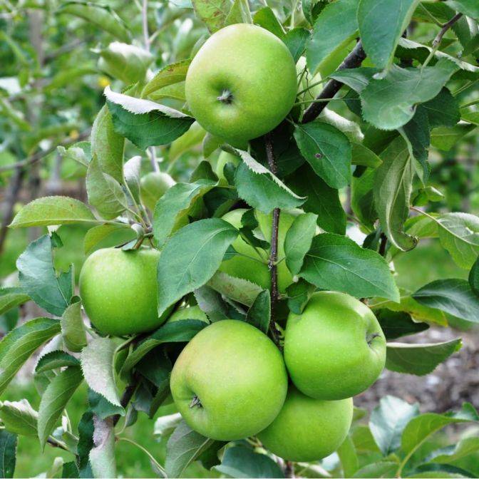 Pommier Granny Smith (Malus domestica Granny Smith) - Image 3