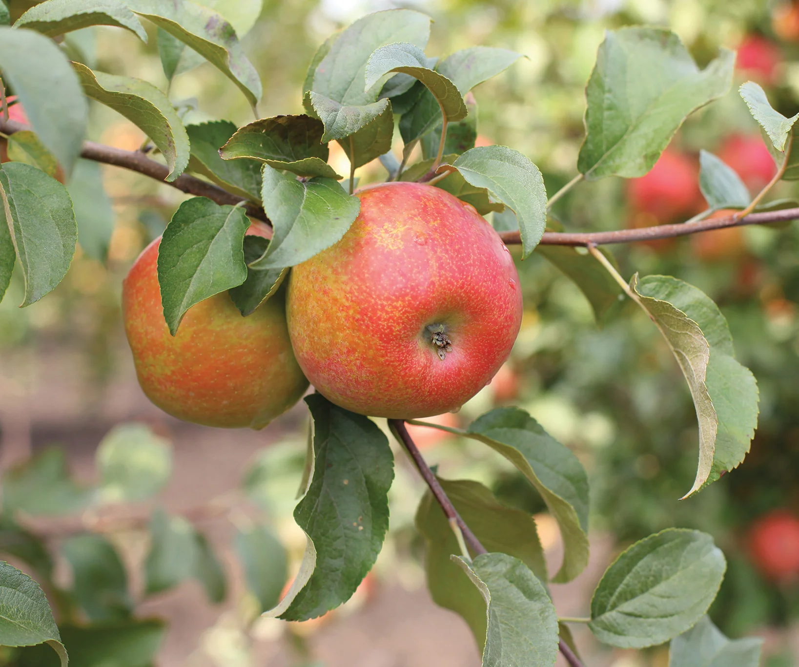 Pommier Reine des Reinettes (Malus domestica Reine des Reinettes) - Image 3