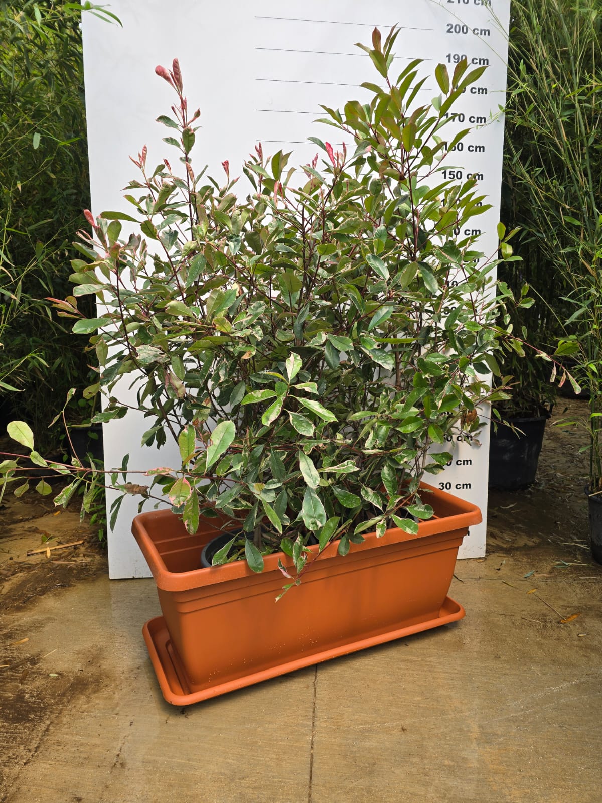 Jardinière Palermo - Image 30