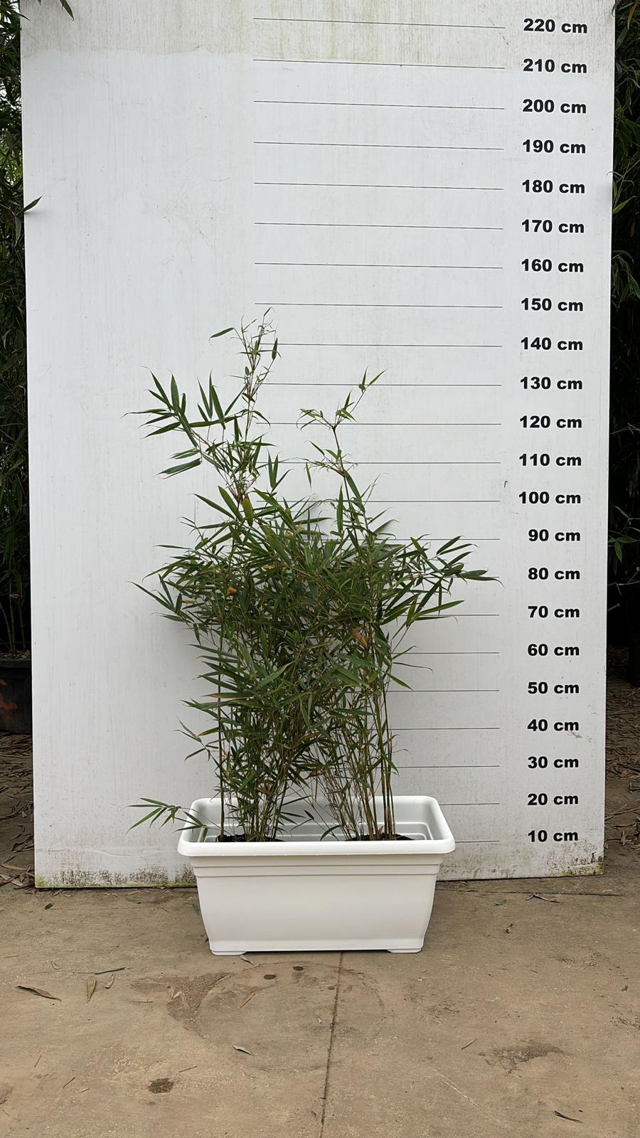 Jardinière Palermo - Image 31