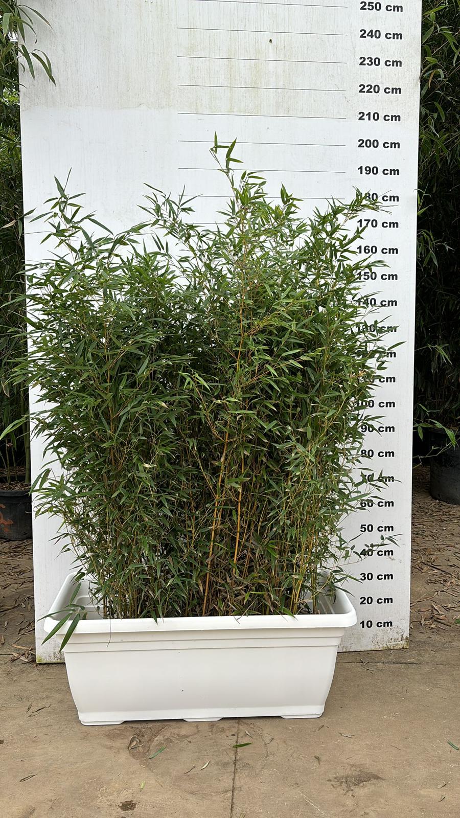 Jardinière Palermo - Image 33