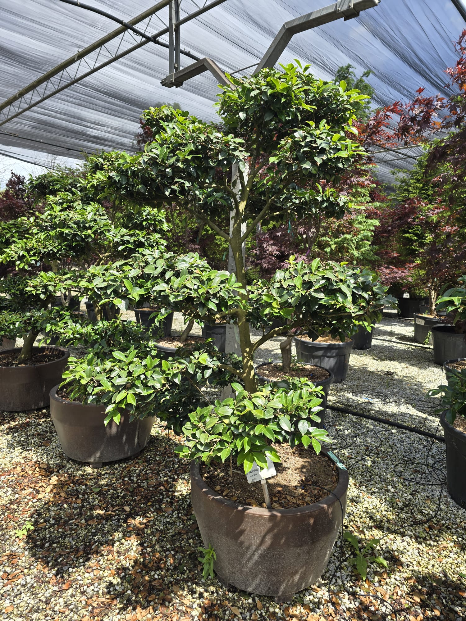 Pot Roma - Image 17