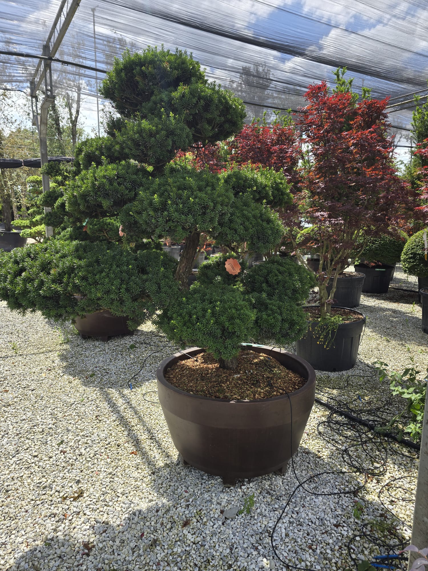 Pot Roma - Image 18