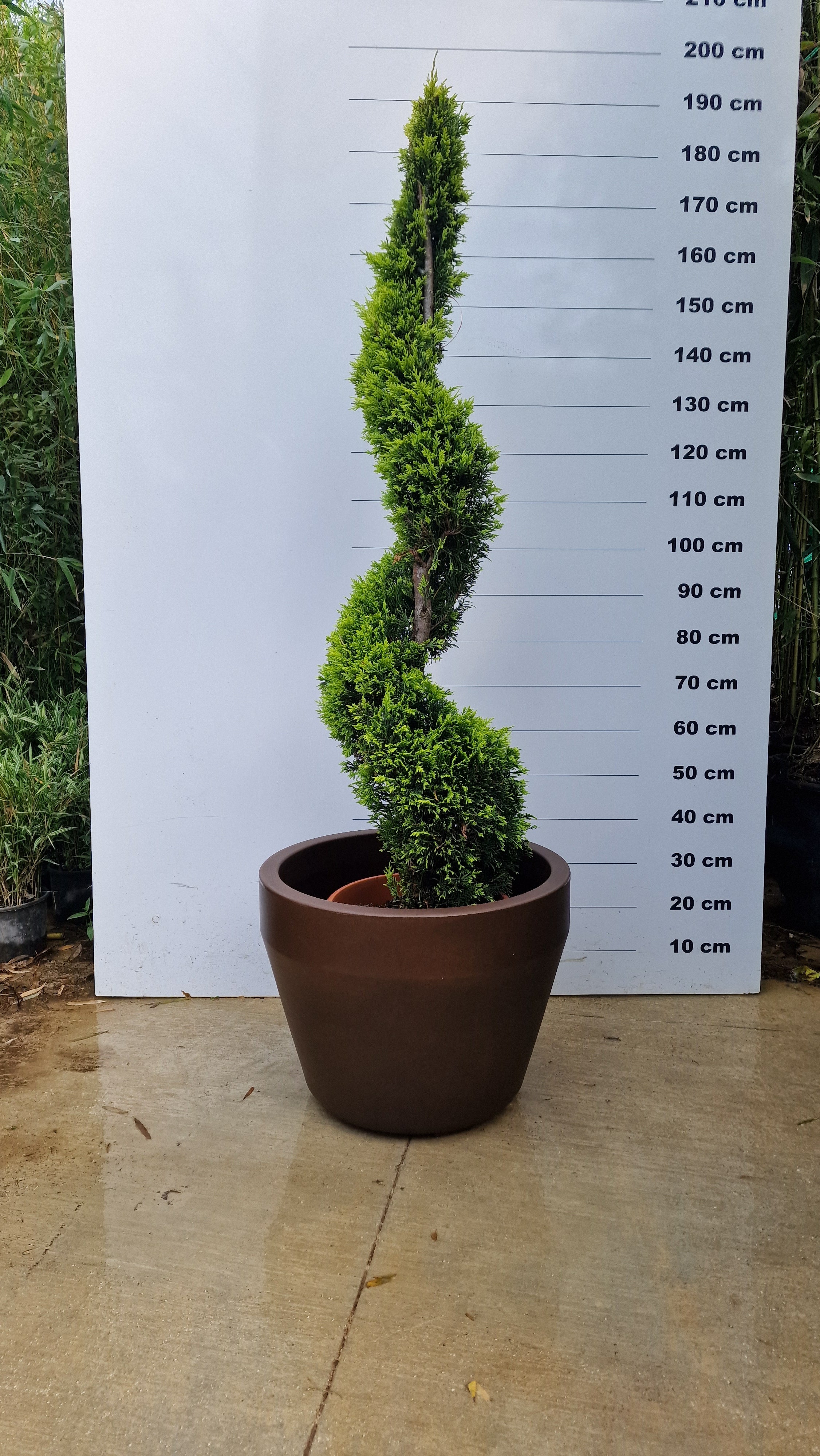 Pot Roma - Image 4