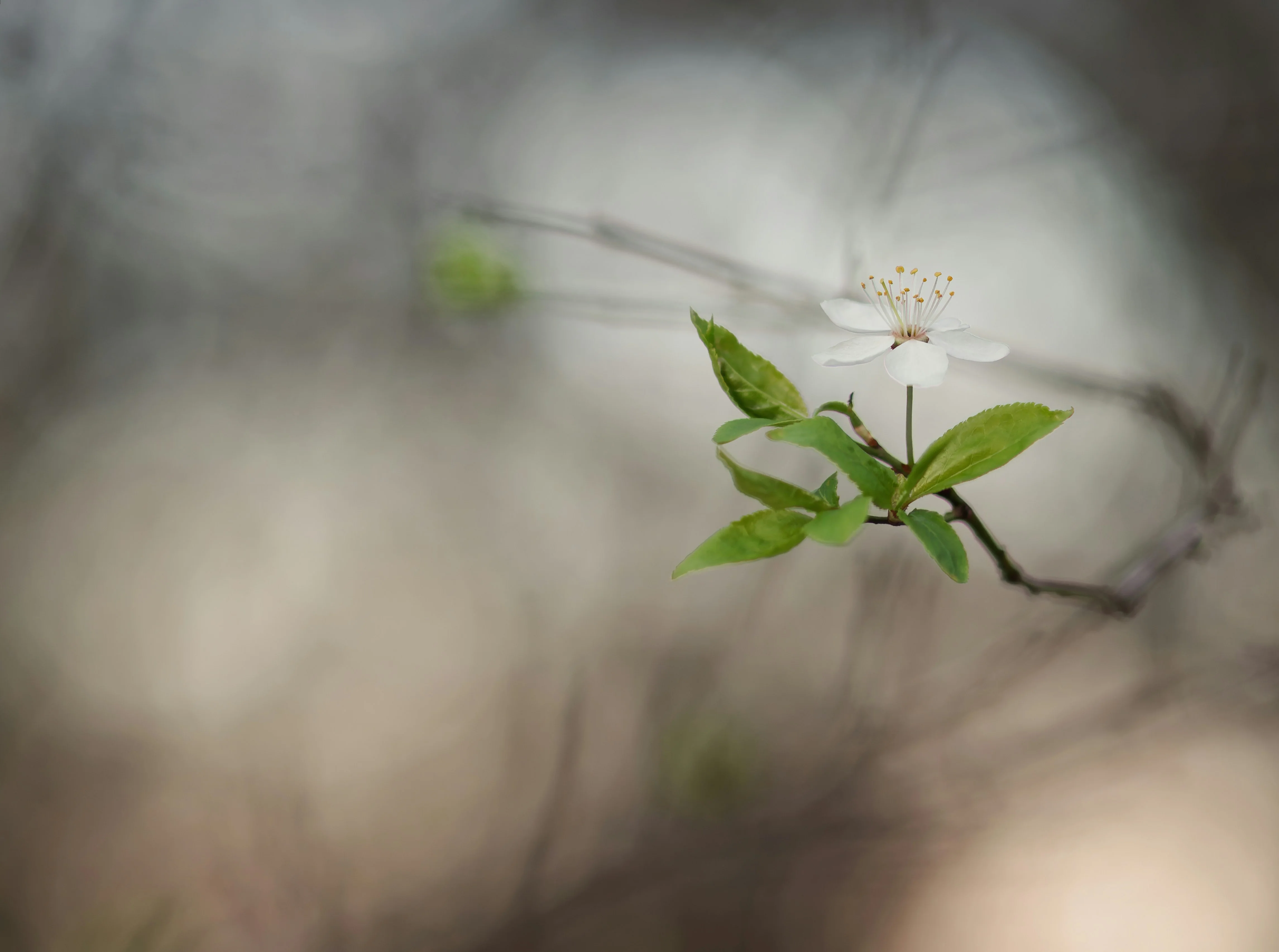 Prunier Stanley (Prunus domestica Stanley) - Image 4
