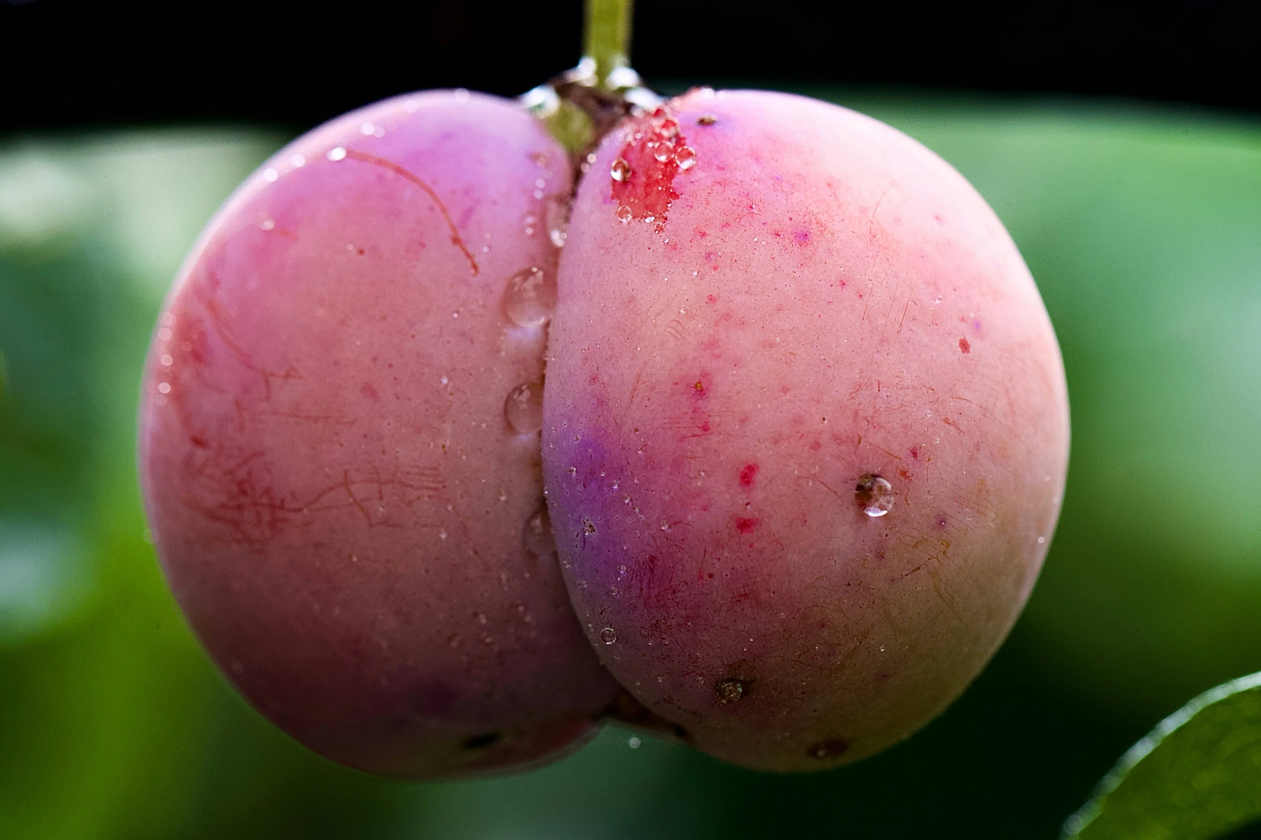 Prunier Stanley (Prunus domestica Stanley) - Image 5