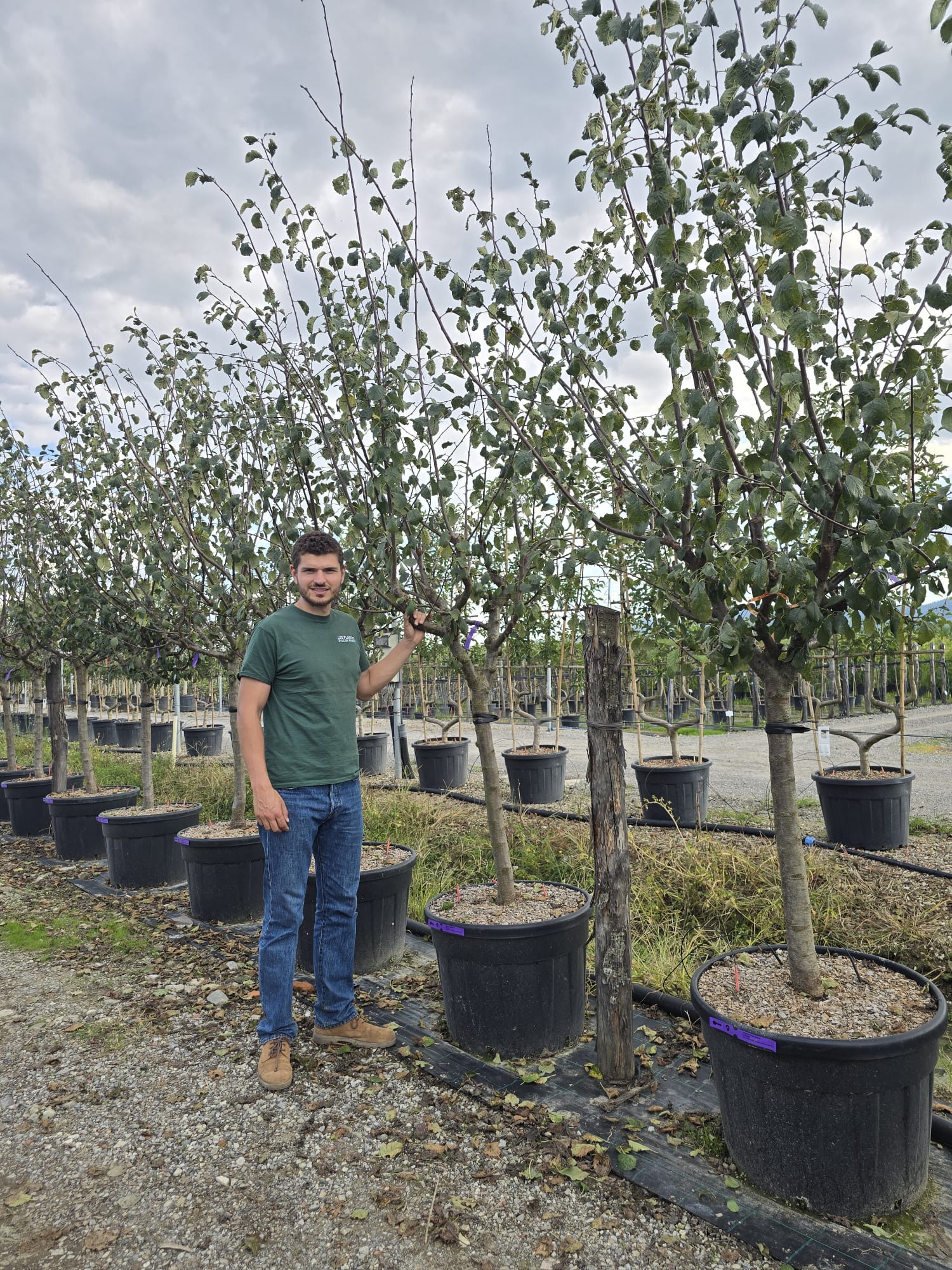 Prunier Stanley (Prunus domestica Stanley) - Image 8