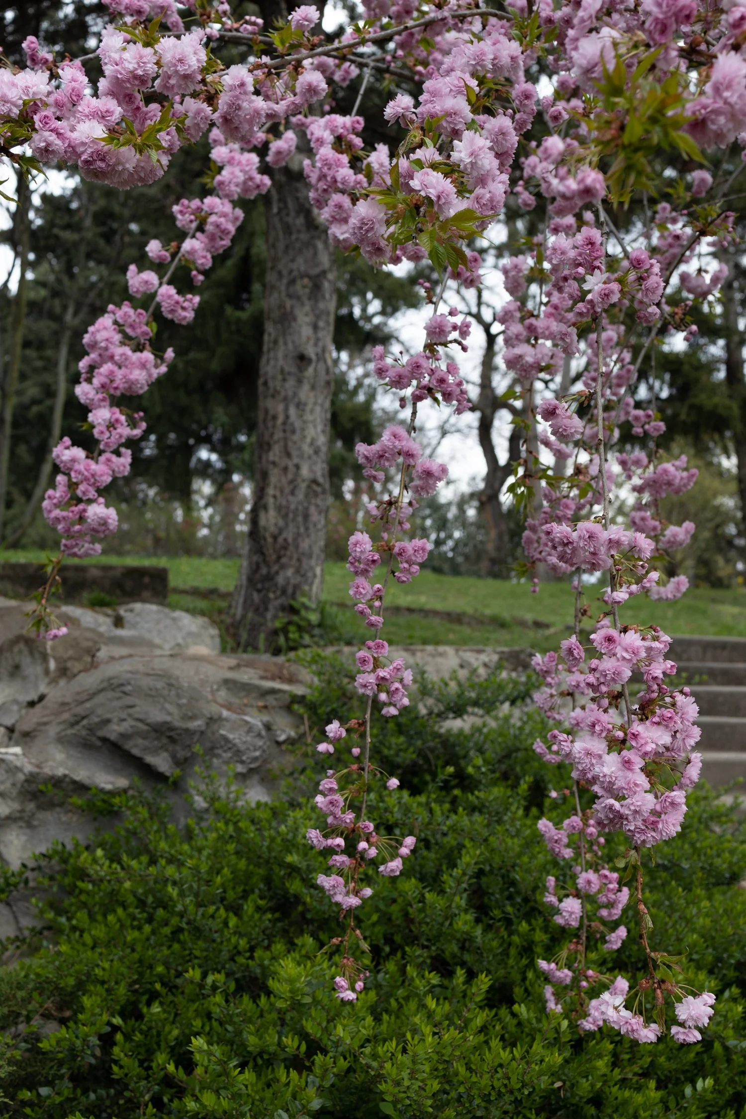 Cerisier Japonais pleureur à fleurs (Prunus Serrulata Kiku Shidare zakura) - Image 3