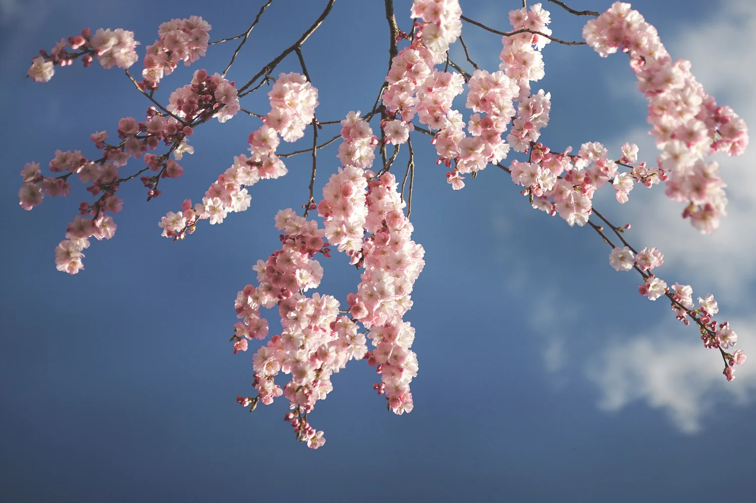 Cerisier Japonais à Fleurs en tige (Prunus Serrulata Kanzan) - Image 5