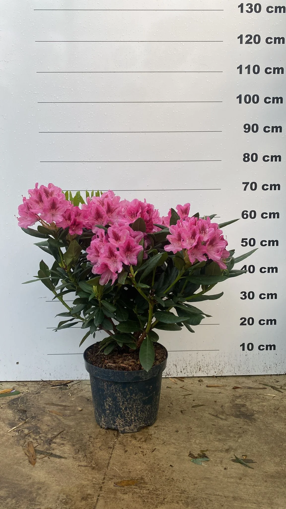 Rhododendron - Image 11
