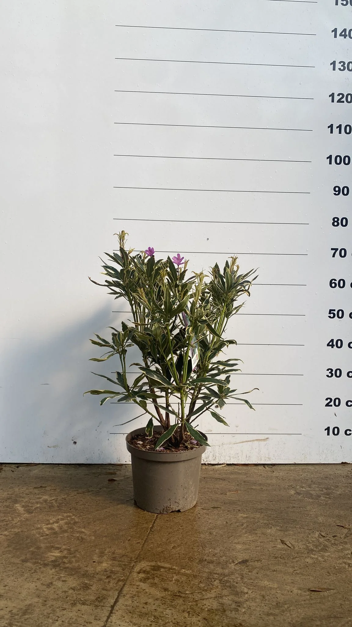 Rhododendron - Image 12