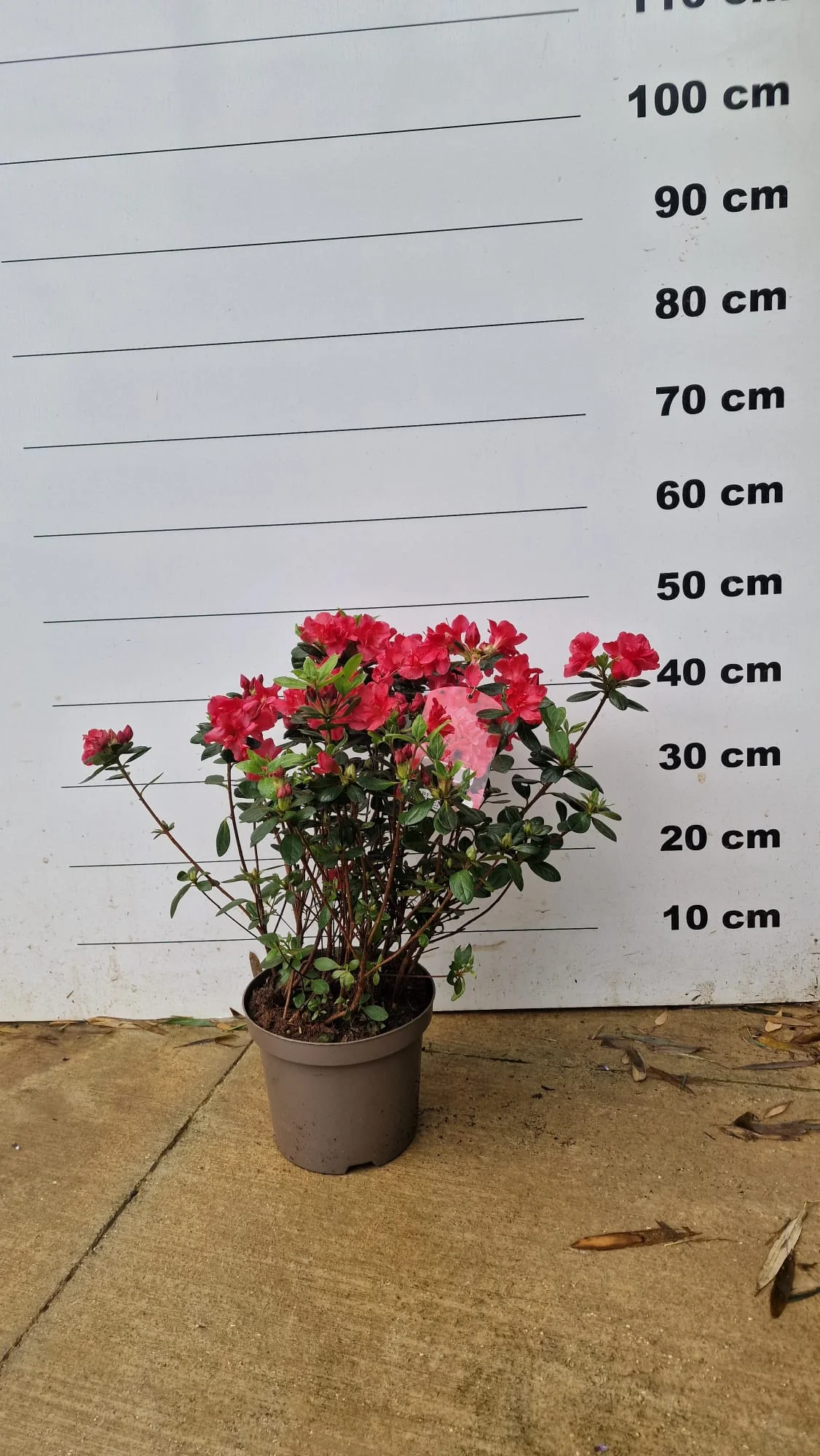 Rhododendron - Image 17