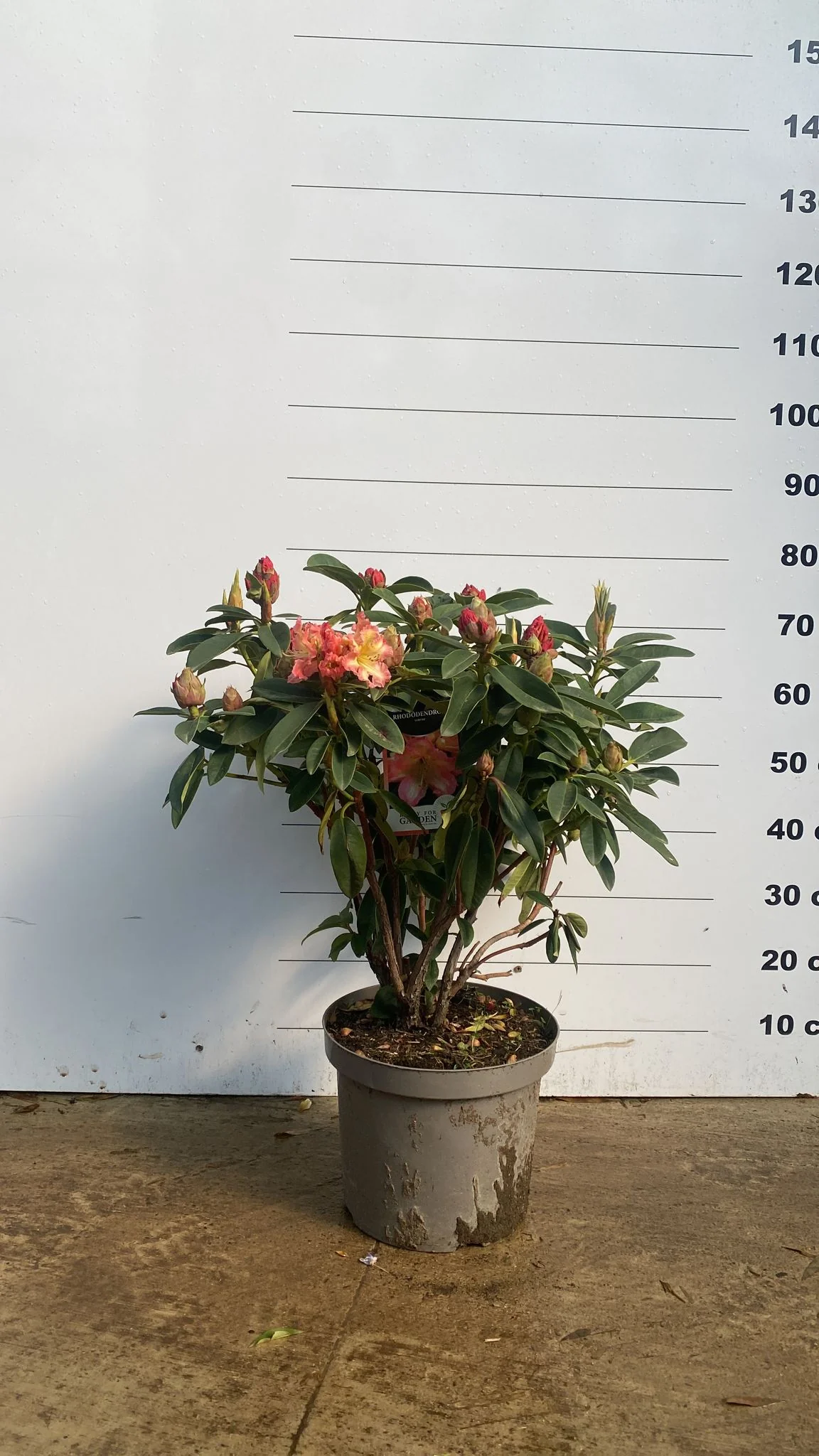 Rhododendron - Image 18