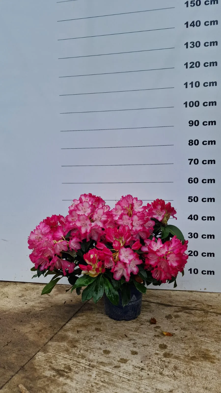 Rhododendron - Image 19